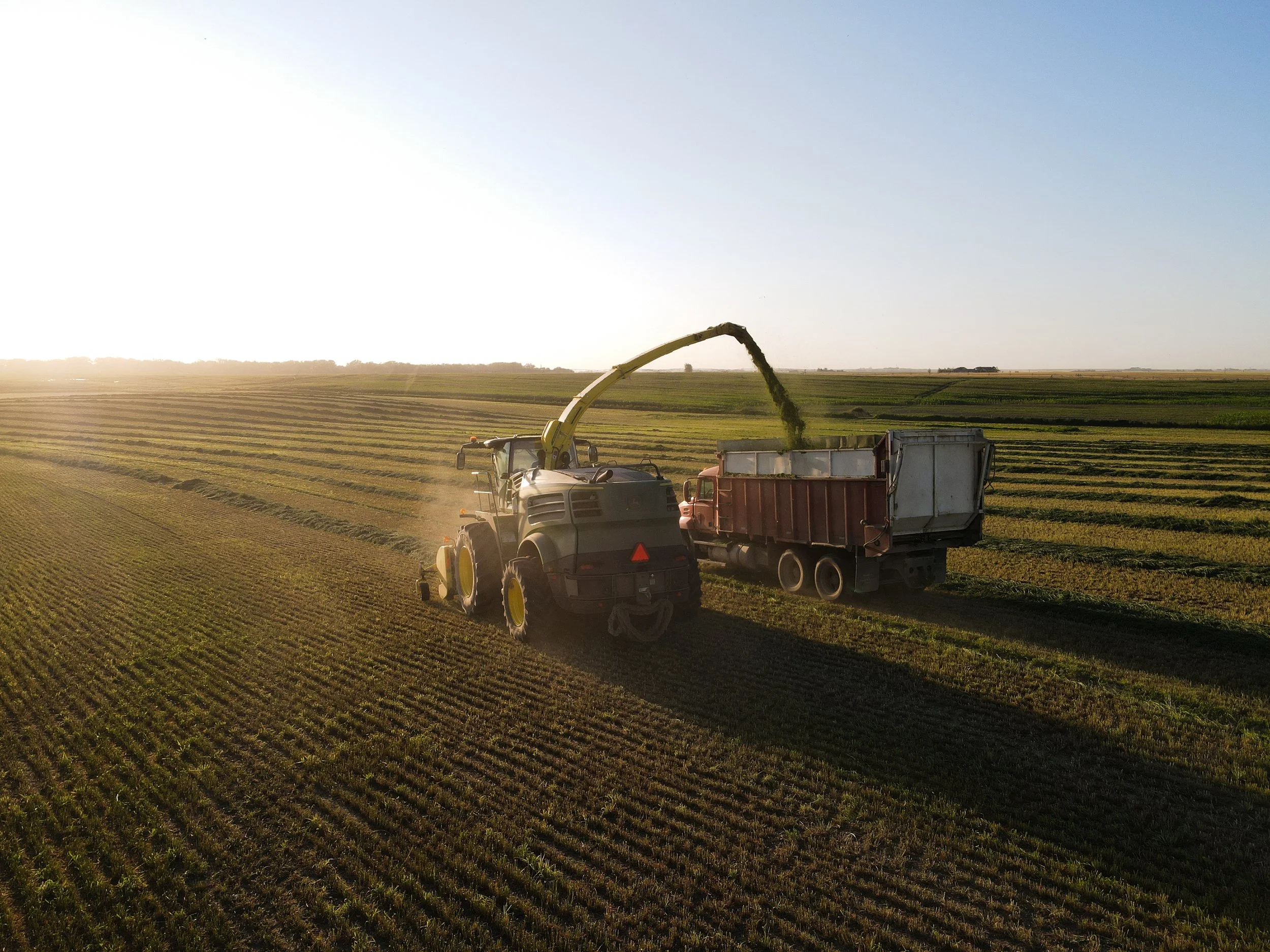 A forage harvester at sunset filling a truck with forage.
