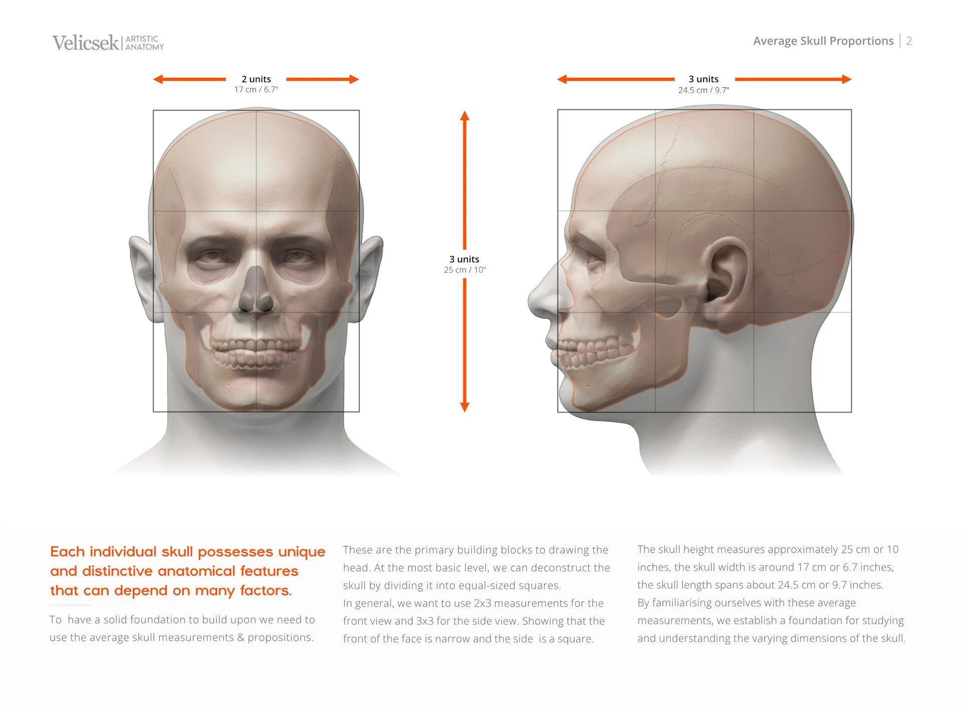 Visual guide to the units and measurements of the human head and skull for artist proportion studies