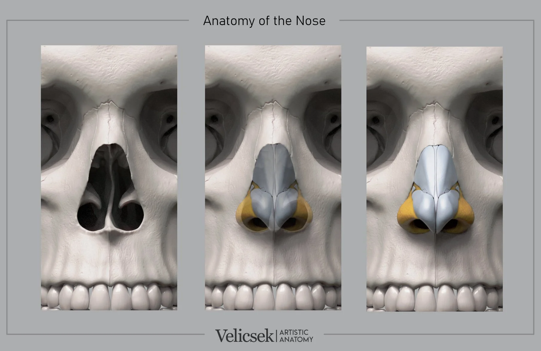 Three-stage frontal view illustration showing nasal cartilage anatomy built on the human skull's nasal cavity, progressing from bare skull to cartilage layers with alar fat, for artists studying facial anatomy