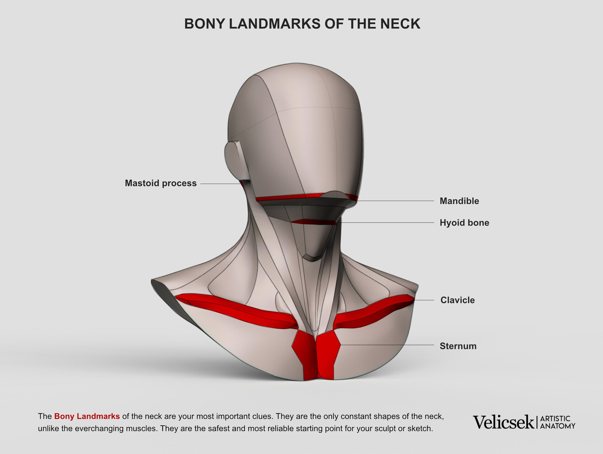 Bony landmarks of the neck anatomy highlighting cervical vertebrae and skeletal reference points for artists
