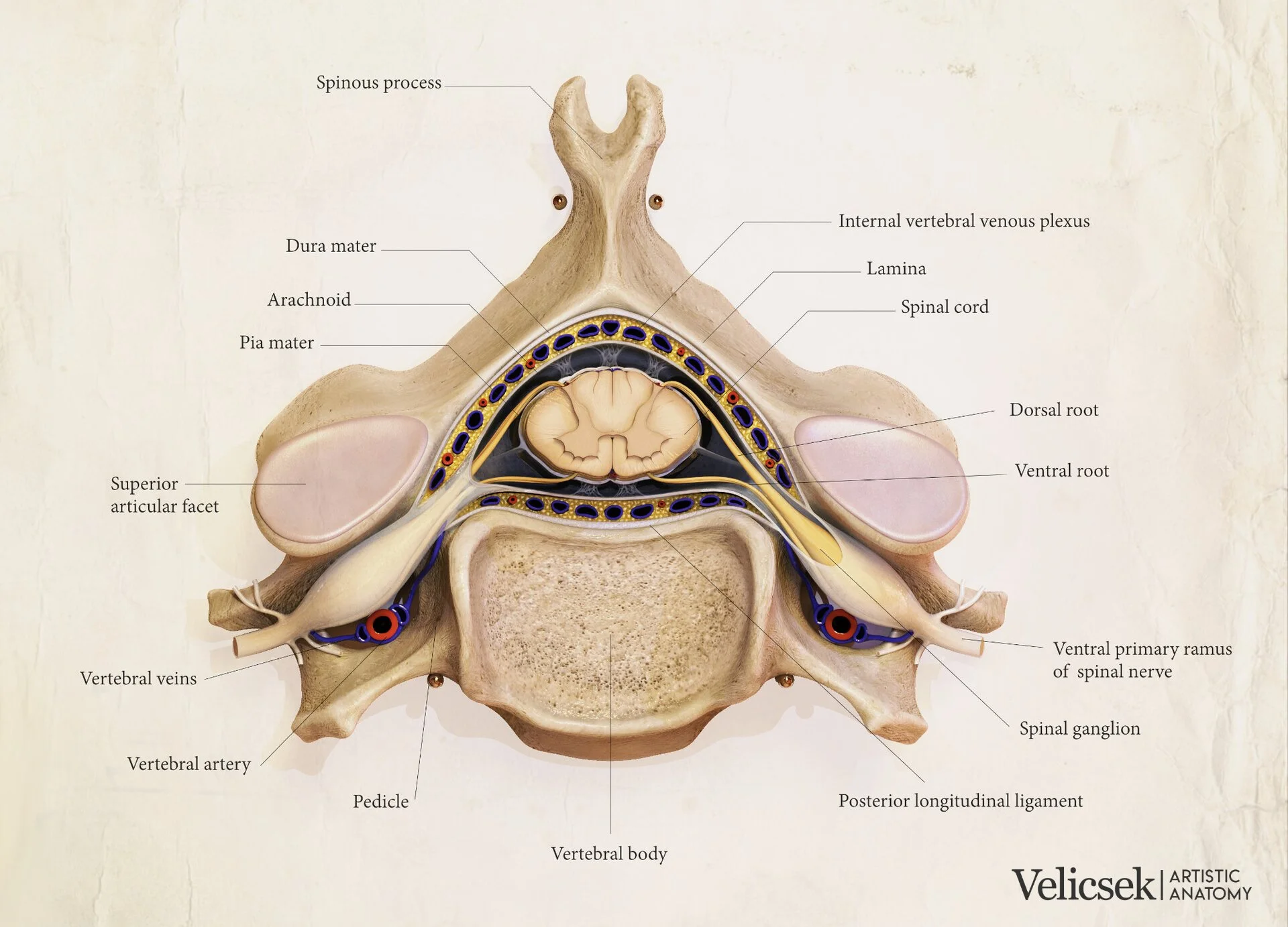 Labeled anatomical illustration of the C5 cervical vertebra from a superior view, rendered with modern 3D techniques