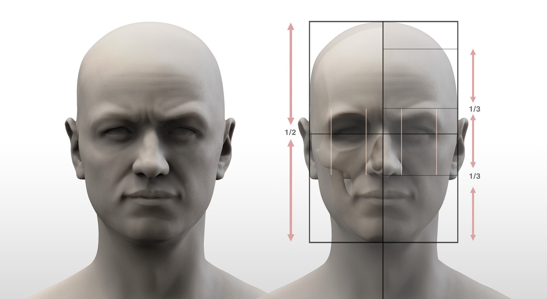 Front view head proportion reference for artists showing the head divided into vertical halves and horizontal thirds using a grid overlay, with the facial region further subdivided using vertical guidelines for feature placement