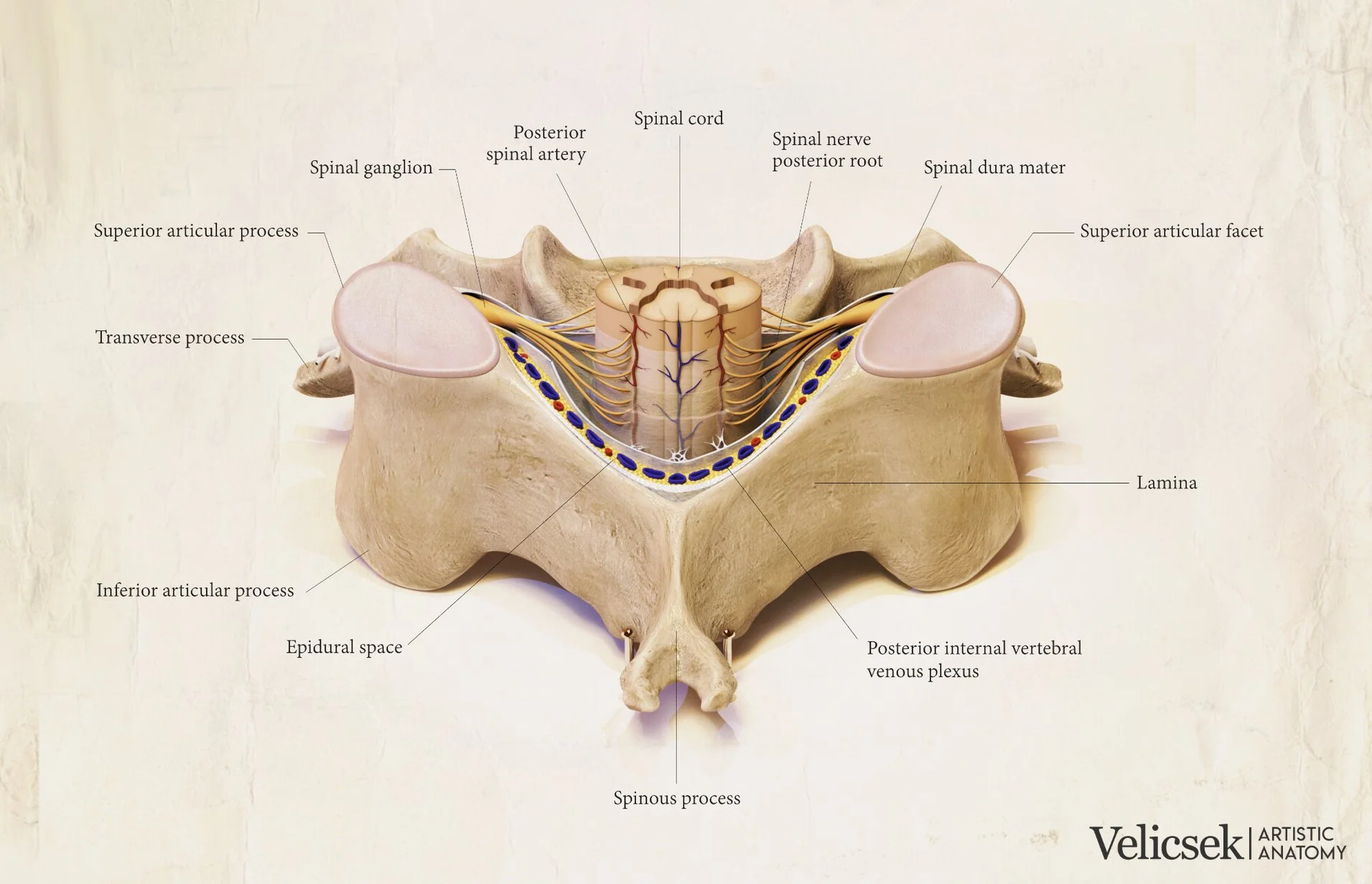 Labeled medical illustration of the C5 cervical vertebra from a posterior superior view, created in ZBrush and Keyshot
