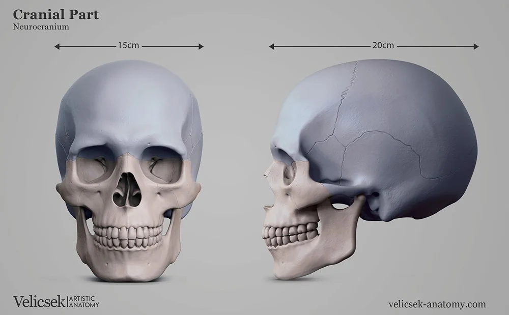 Introduction to the Human Skull for Portrait Artist