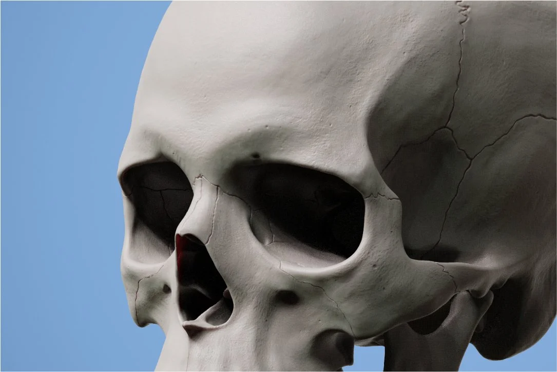 Introduction to the Human Skull for Portrait Artist