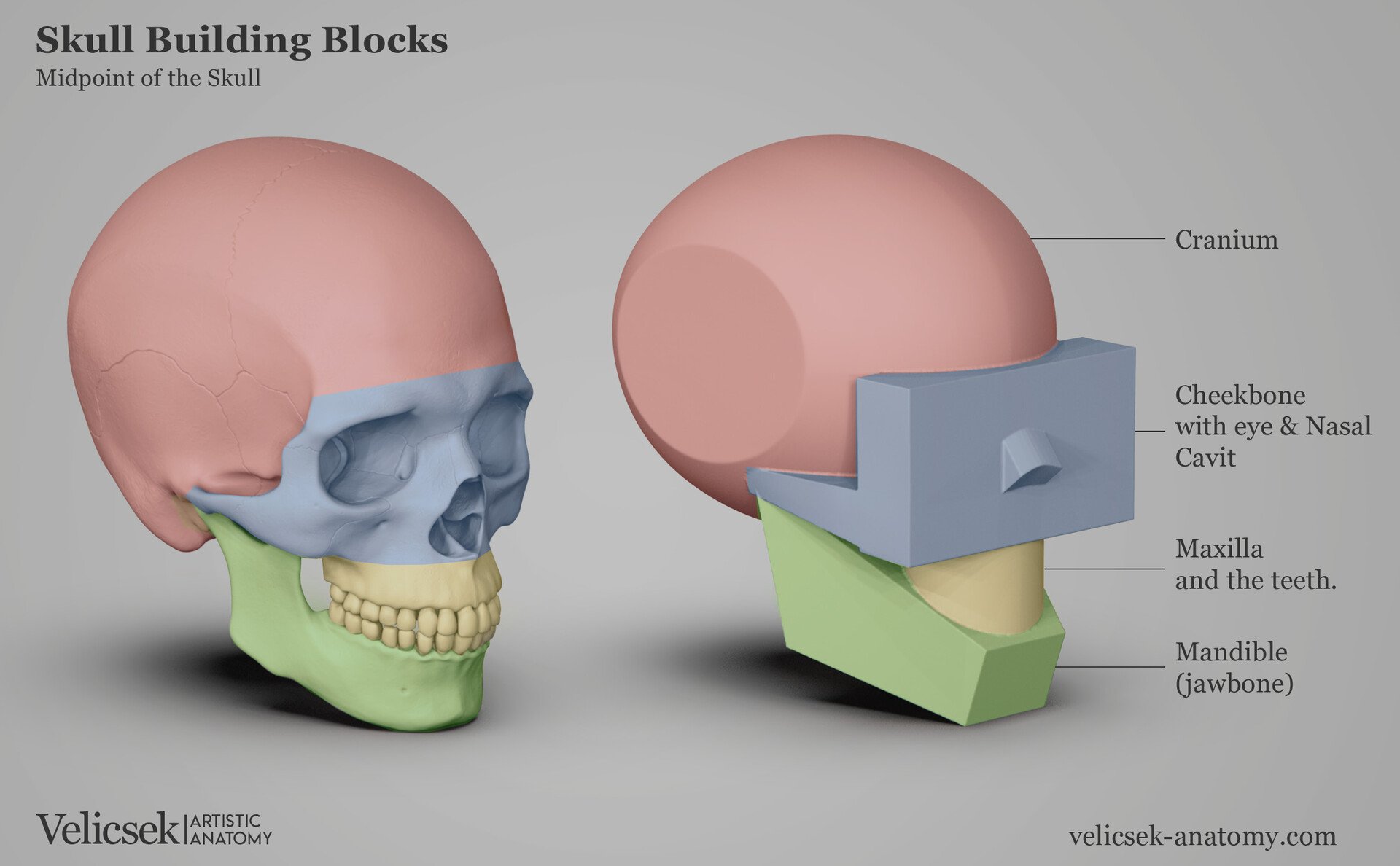 Colour-coded skull building blocks illustration showing the cranium in pink, cheekbone and nasal cavity area in blue, maxilla and teeth in yellow, and mandible in green, with a matching simplified geometric model