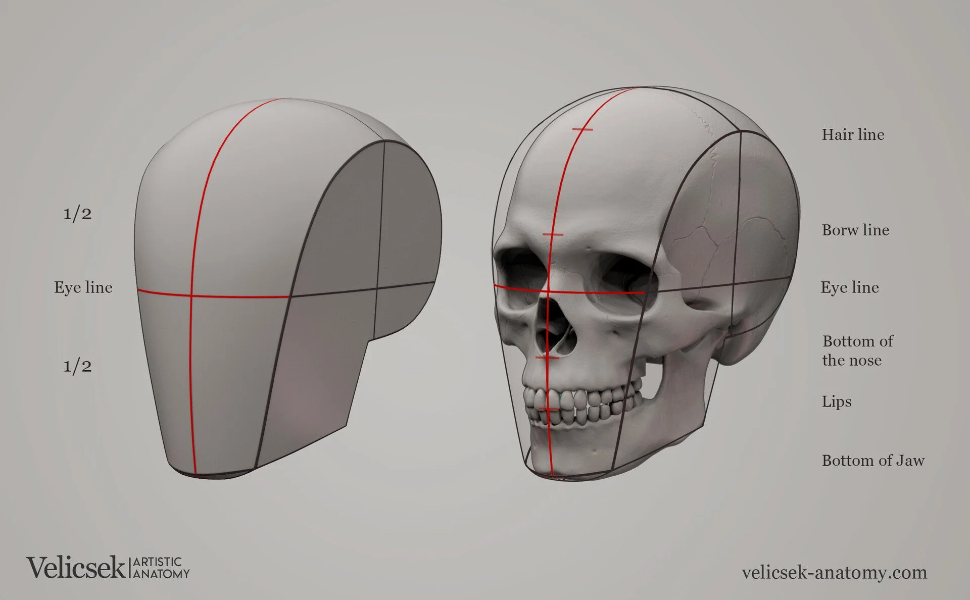 Three-quarter view illustration pairing a simplified box head model with the human skull, showing key construction landmarks including hairline, brow line, eye line, base of nose, lips, and bottom of jaw
