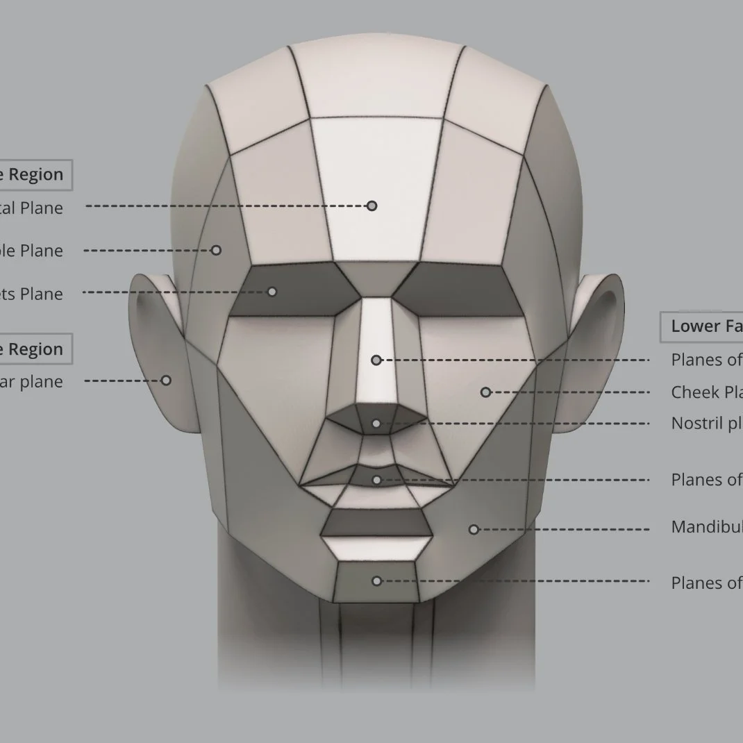 Unreleased Anatomy Studies - Planes, Proportions & Mechanics