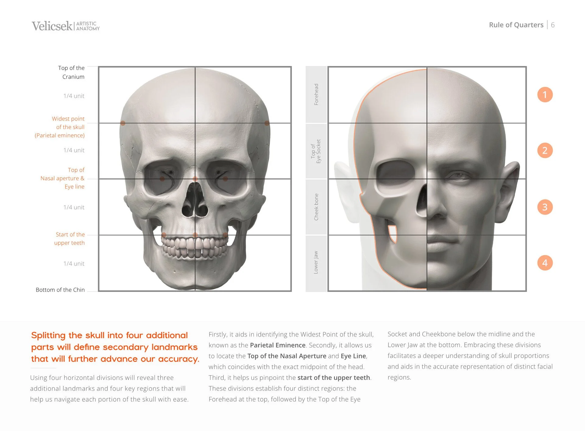 Visual reference of key landmarks and proportions of the human skull for accurate portrait drawing