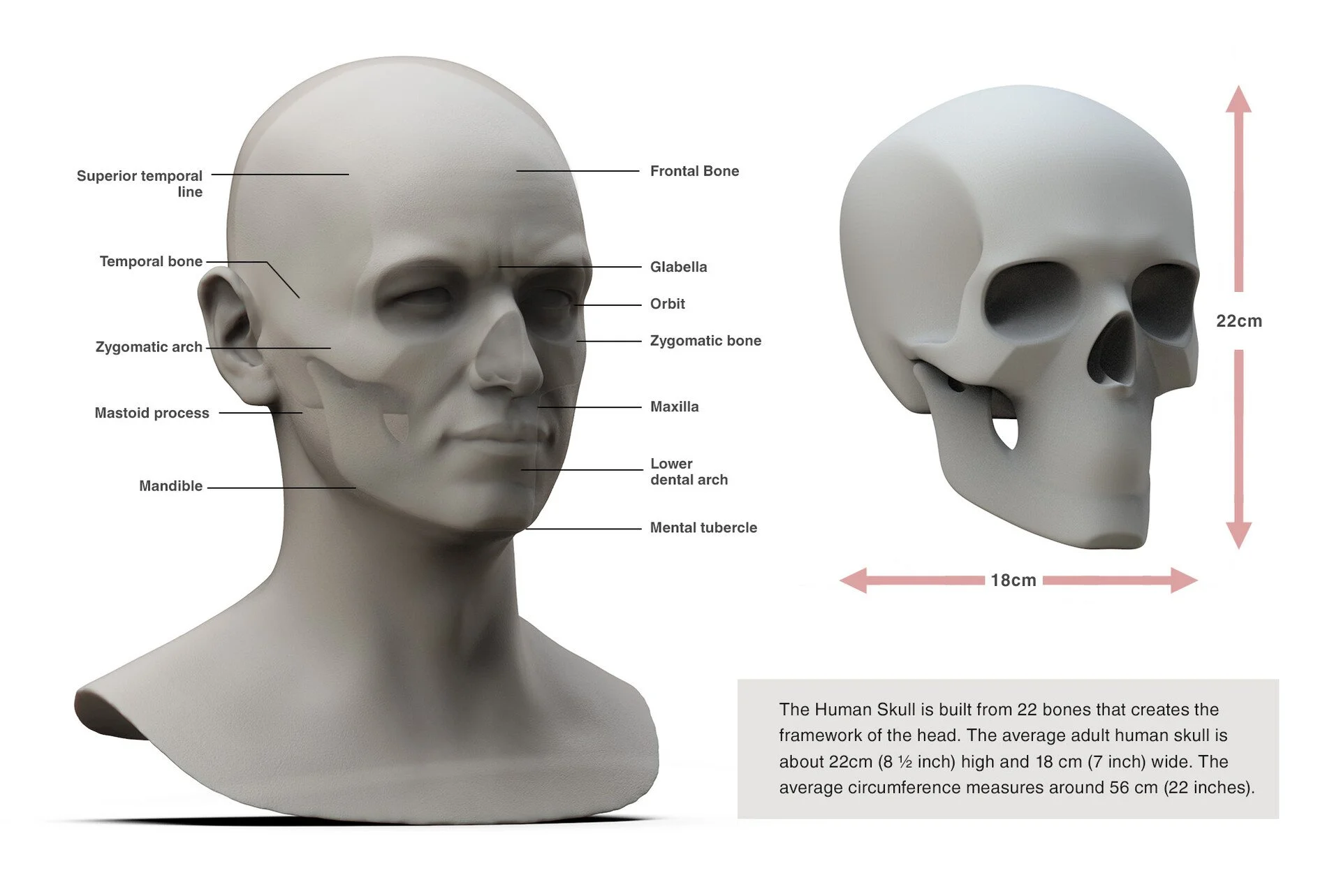 three-quarter head anatomy illustration
