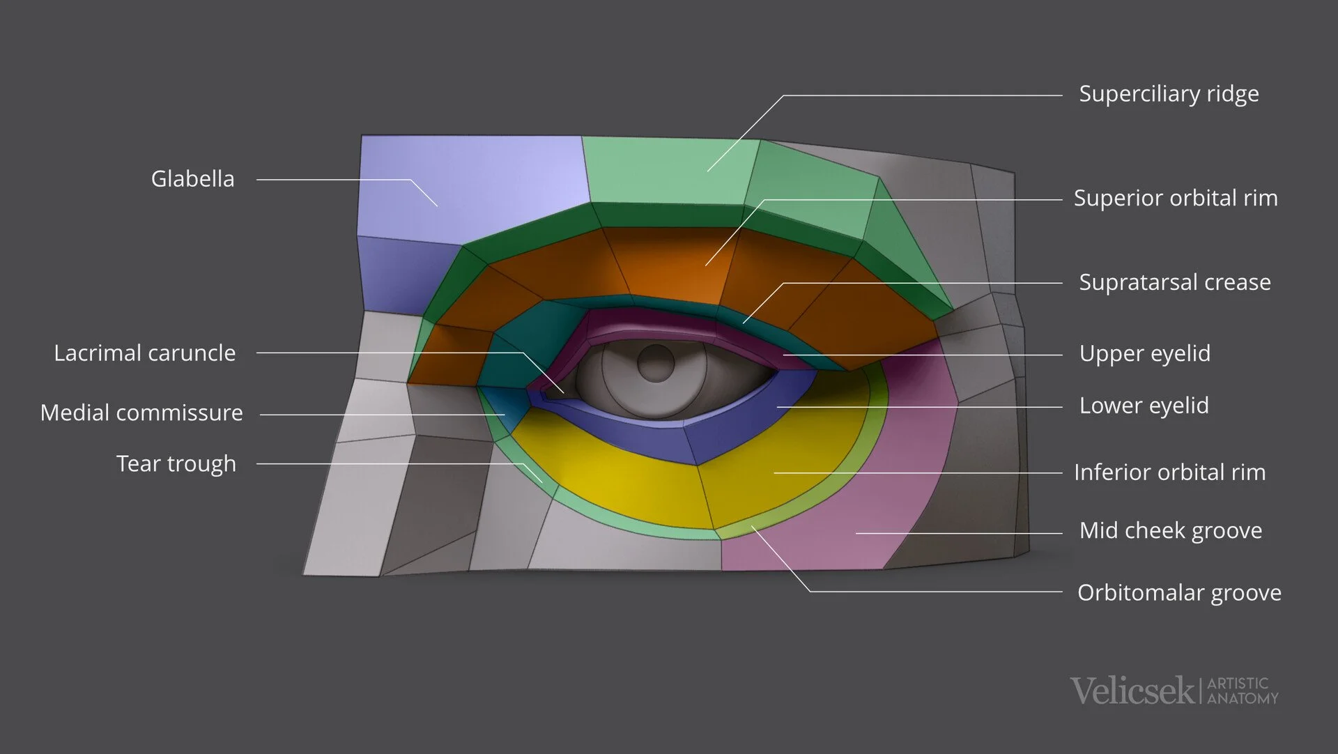 Colour-coded anatomical illustration of the human eye region for artists, identifying the superciliary ridge, superior and inferior orbital rims, supratarsal crease, upper and lower eyelids, lacrimal caruncle, medial commissure, tear trough, glabella