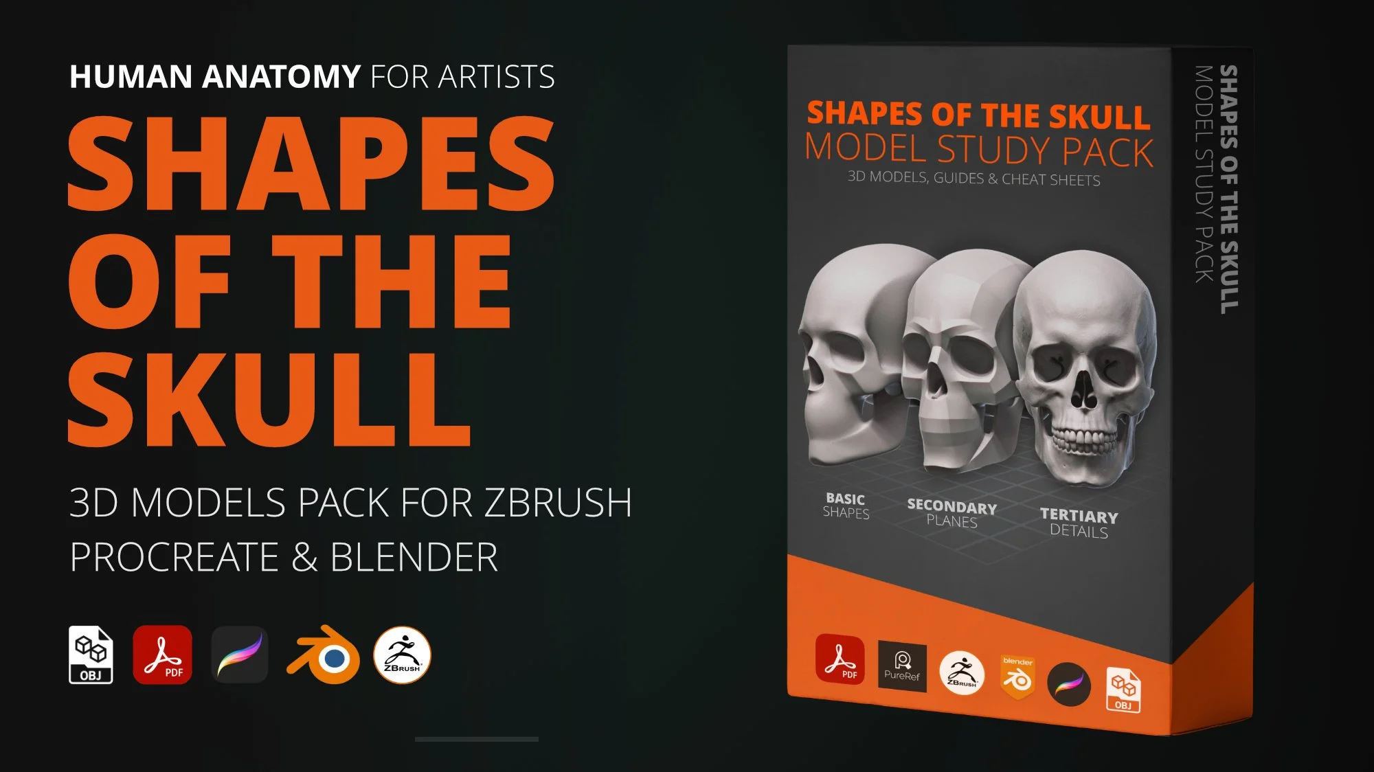 Shapes of the Skull - 3D Model & Proportion Pack
