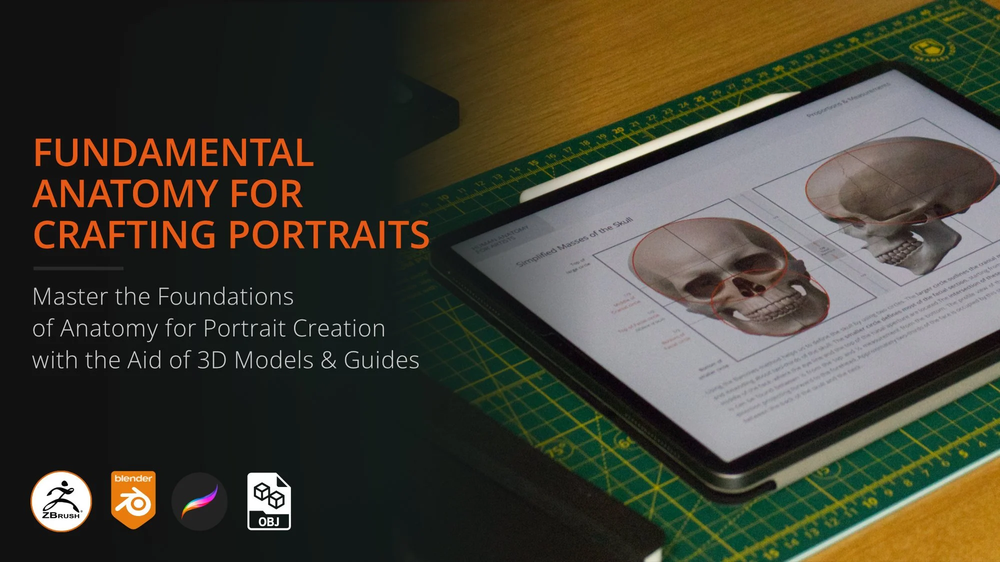 Skull anatomy proportion guide on tablet — portrait drawing reference using 3D models