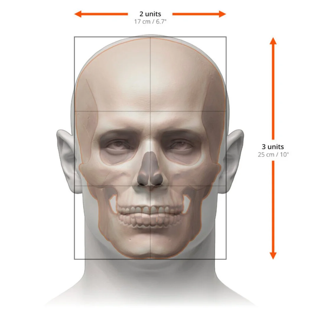 Visual Reference of the Human Skull