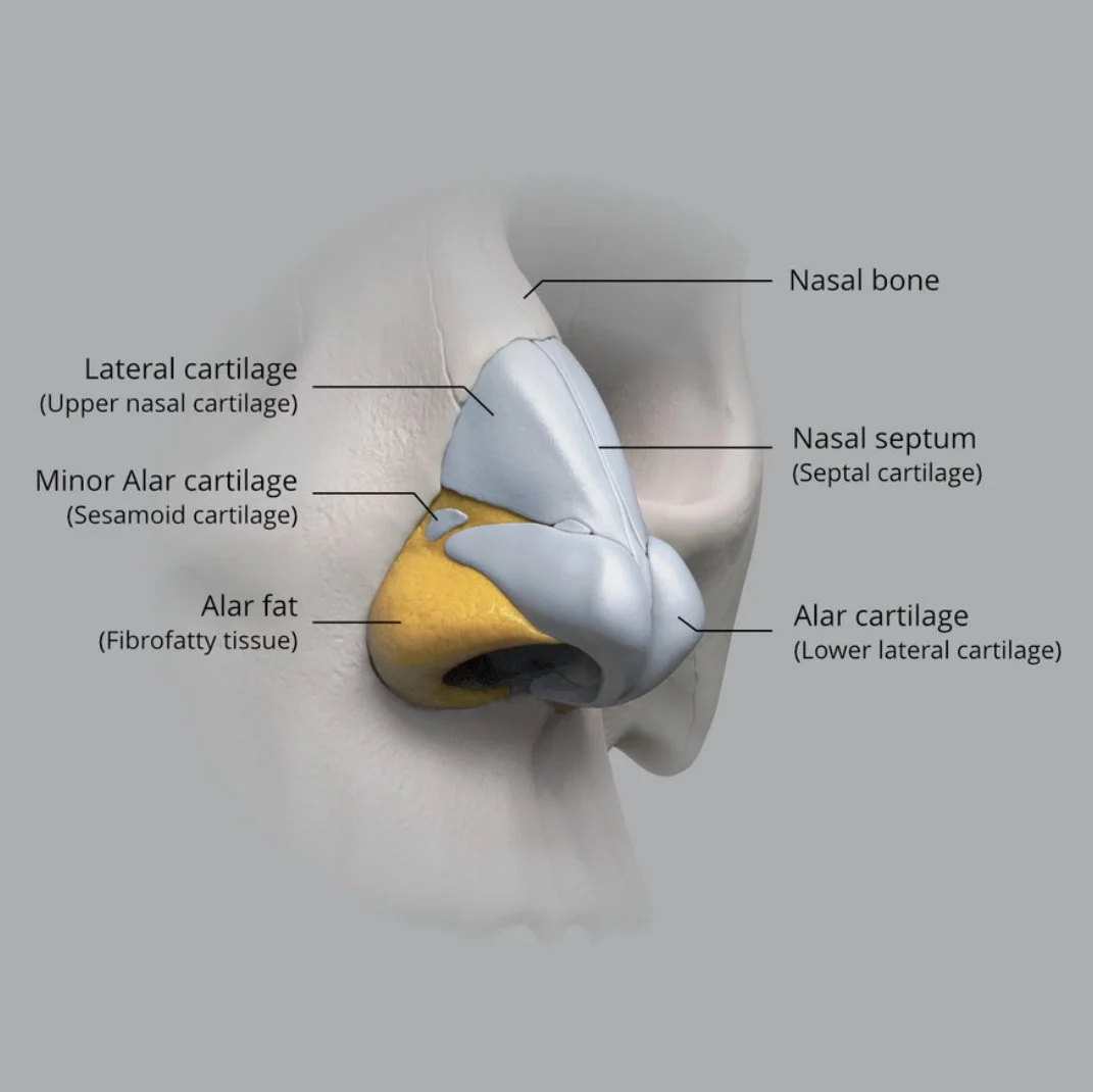 The Art of Nasal Anatomy