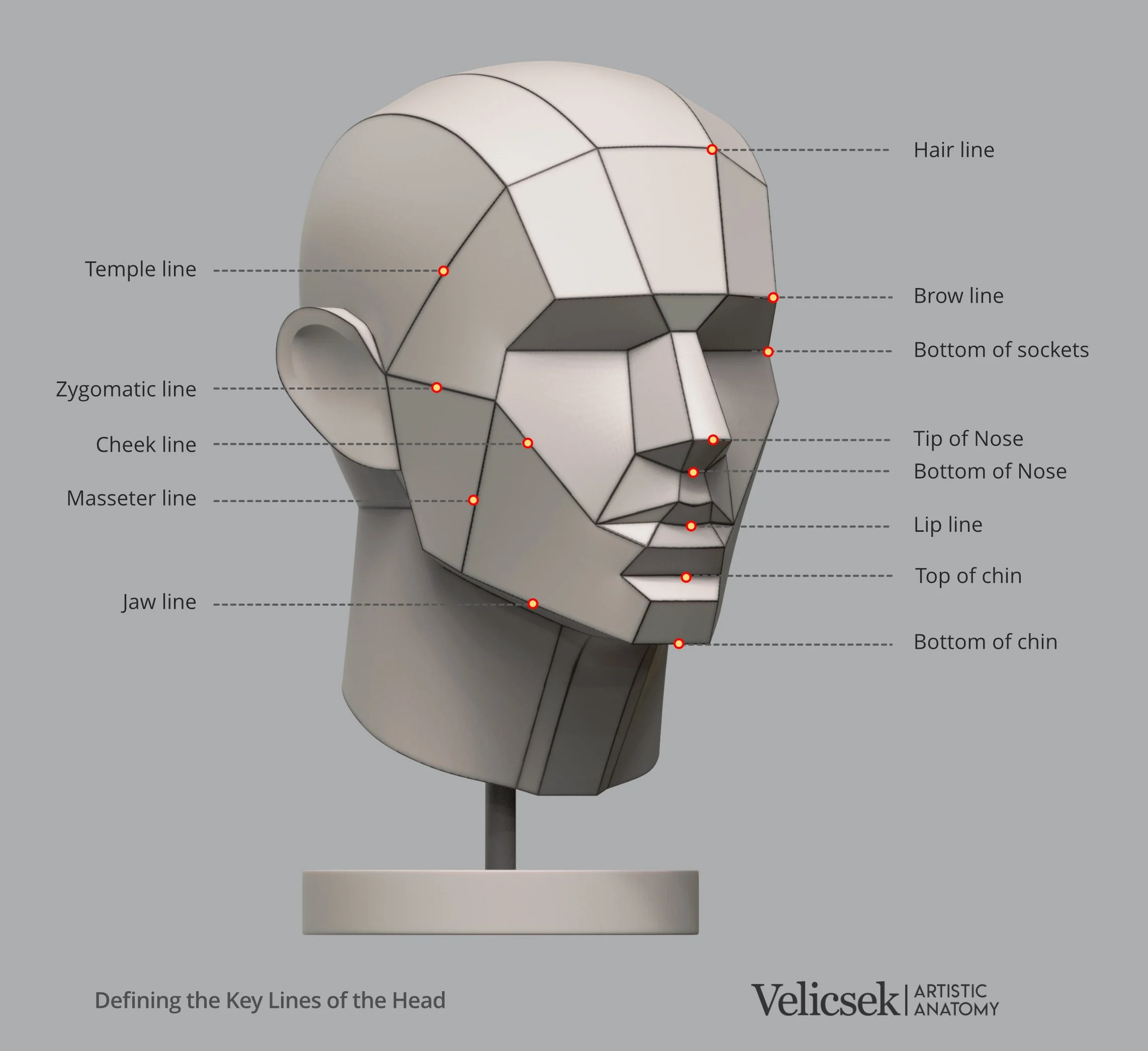 key-lines-of-the-human-head-three-quarter-view-for-artists.jpg