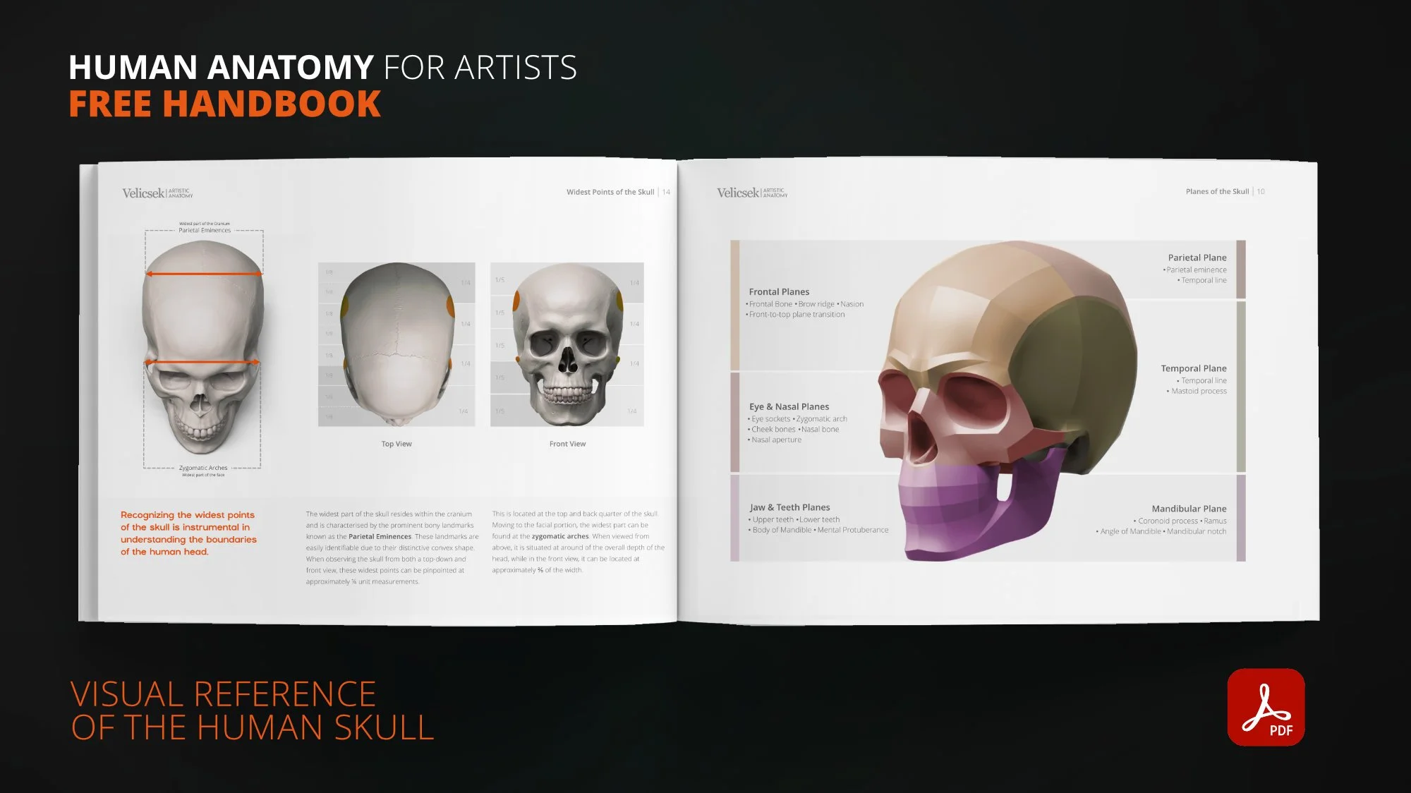 Human skull bone parts and planes anatomy diagram for artists