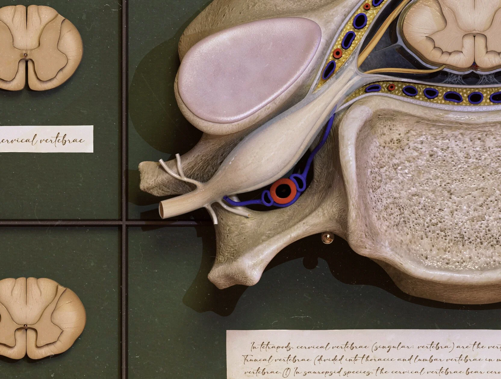 c5-vertebra-posterior-superior-cross-section-medical-illustration_04.jpg