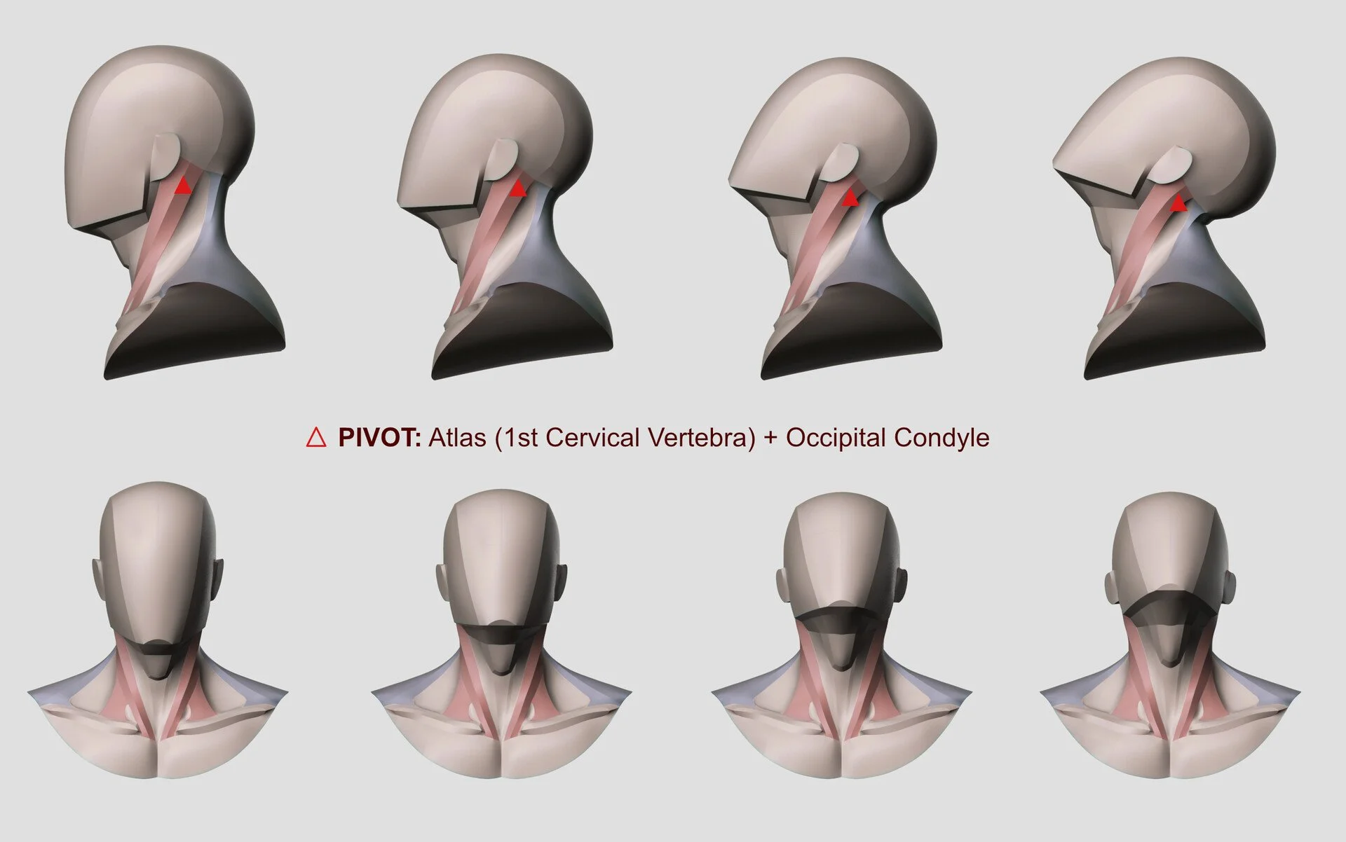 Atlas vertebra and occipital condyle pivot point anatomy showing cervical spine articulation