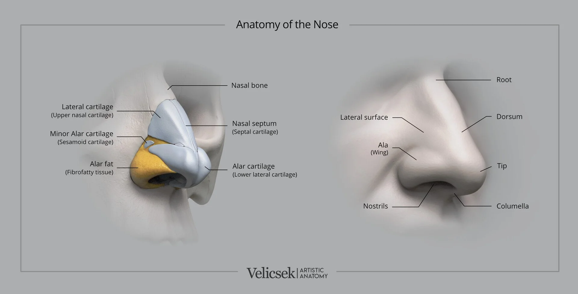 Side-by-side illustration of nose anatomy for artists showing nasal cartilage structures including alar cartilage, lateral cartilage, nasal septum, and alar fat alongside surface landmarks such as the root, dorsum, tip, ala, columella, and nostrils