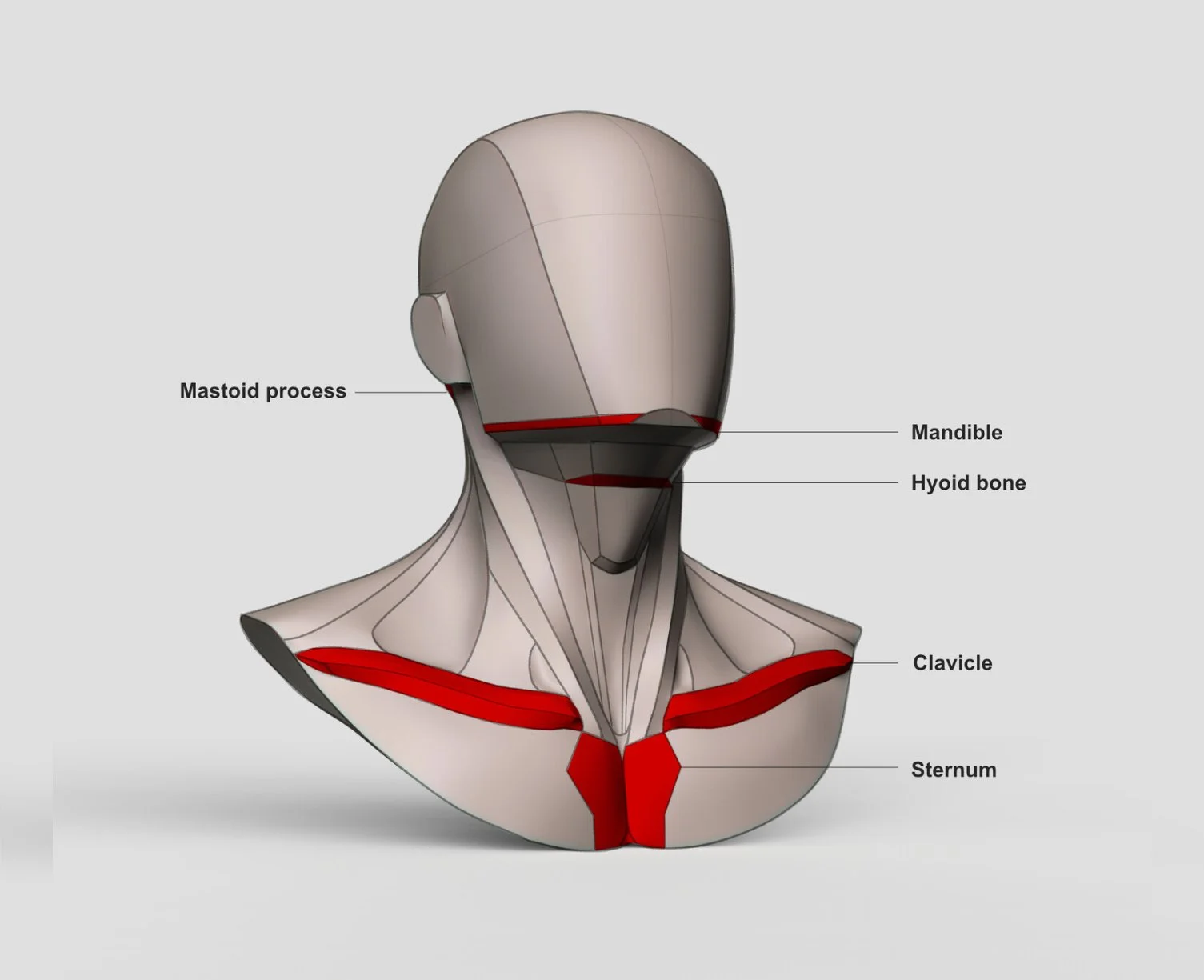 Main Shapes & Muscles of the Neck