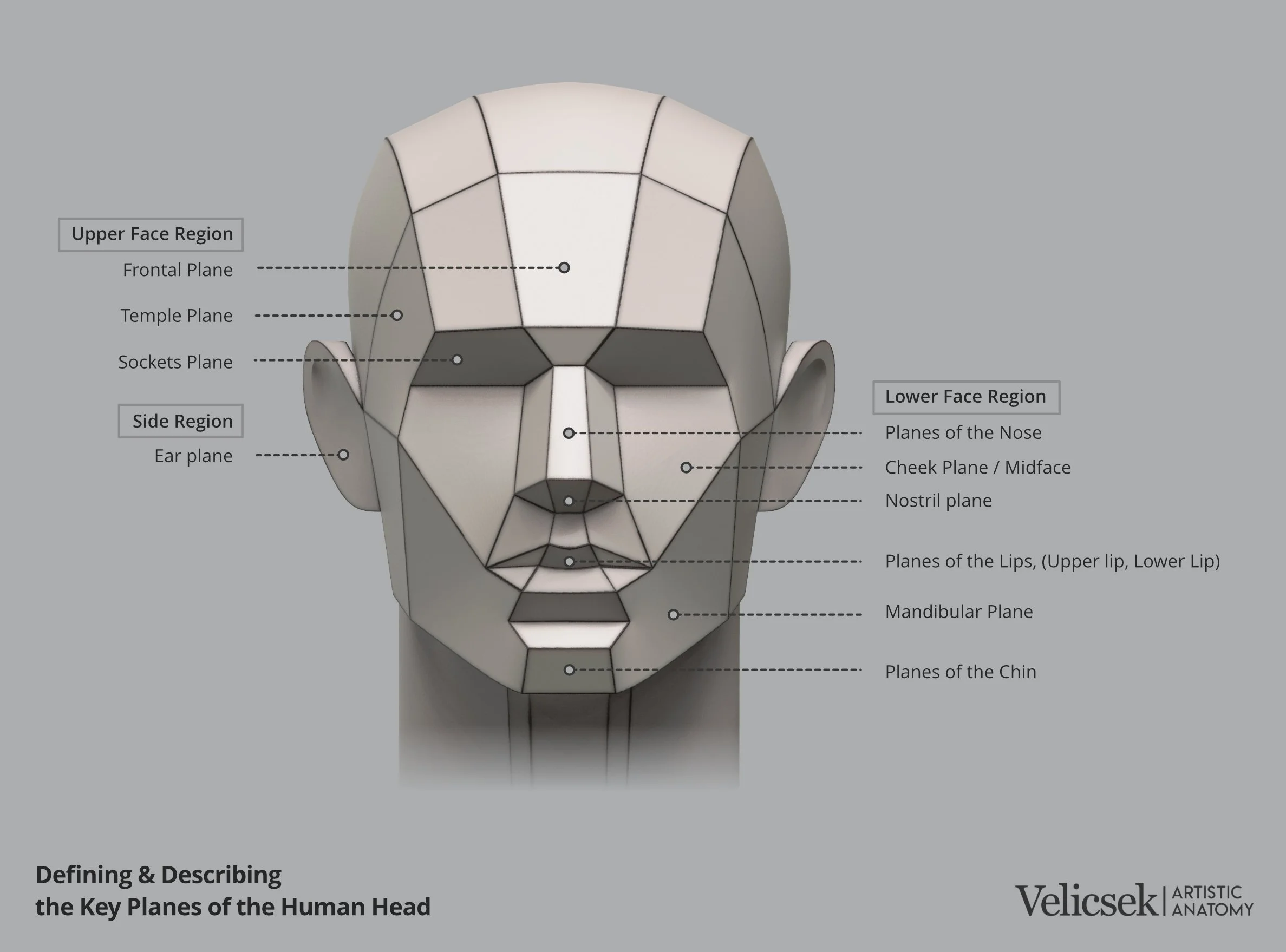 planes-of-the-human-head-labelled-diagram-for-artists.jpg