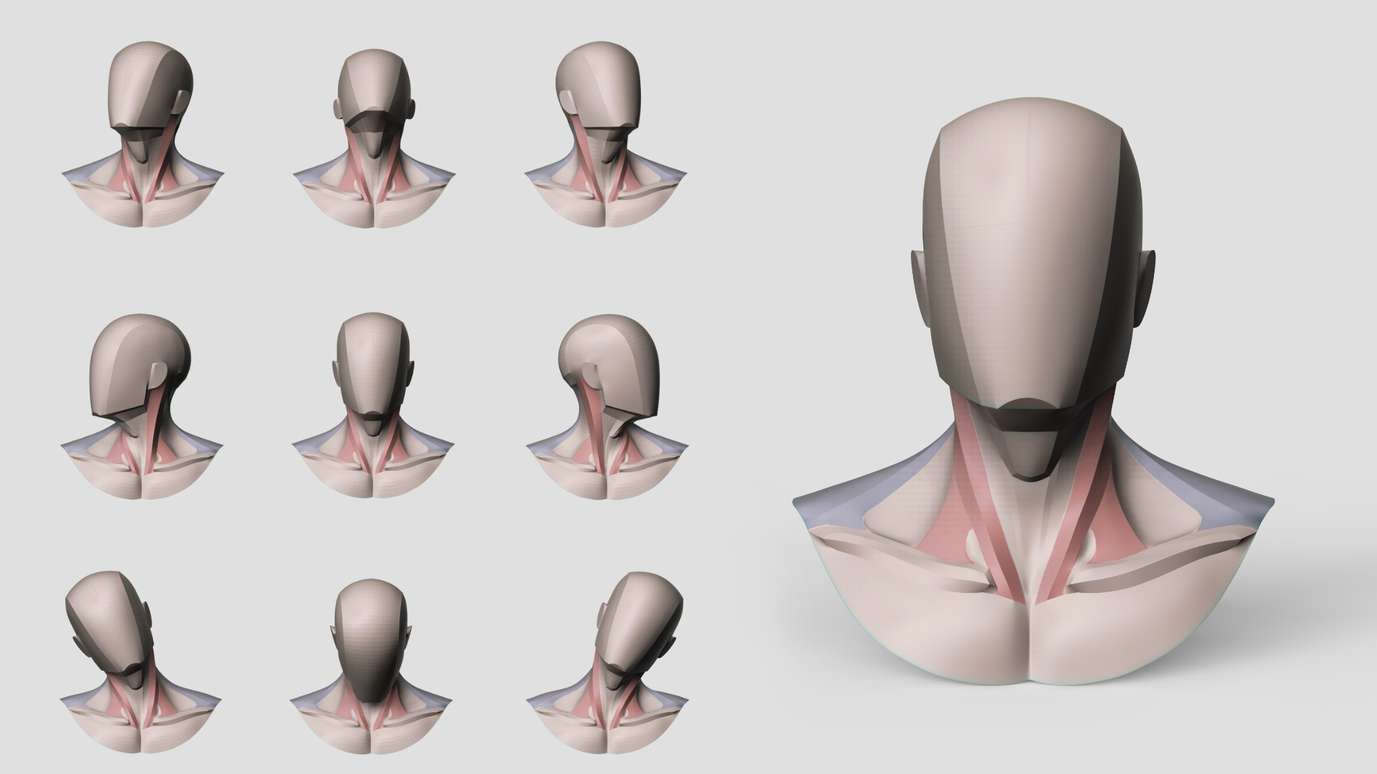 Neck muscles 3D anatomy model — nine views with sternocleidomastoid and trapezius highlighted