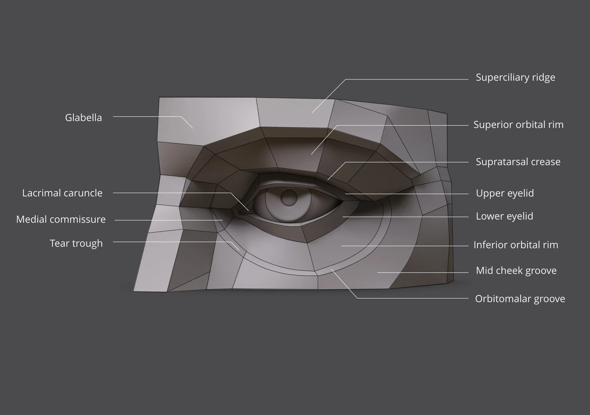Labelled planar model of the human eye anatomy for artists identifying key orbital landmarks including the superciliary ridge, glabella, superior orbital rim, supratarsal crease, upper and lower eyelids,