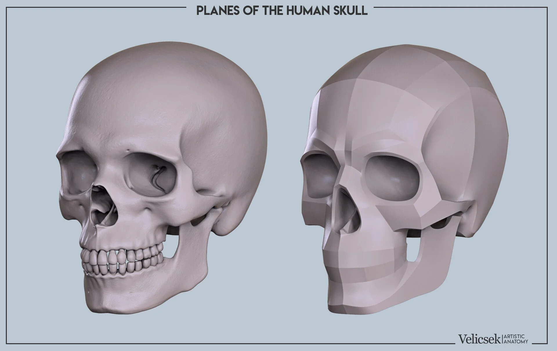 Three-quarter view comparison of the human skull for artists showing the organic form alongside a simplified planar model to illustrate primary planes for portrait drawing and sculpting