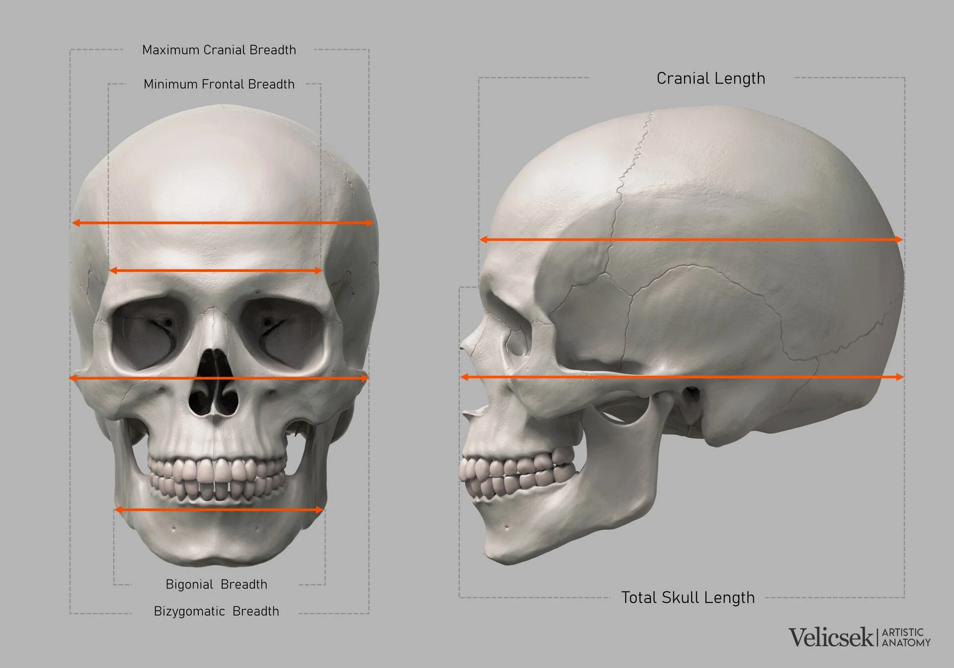 Annotated front and side view of the human skull measuring total skull length, cranial length, maximum cranial breadth, minimum frontal breadth, bizygomatic breadth, and bigonial breadth for artist proportion studies