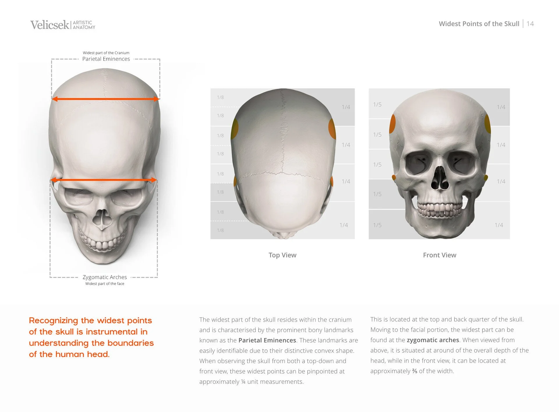 Annotated illustration identifying the widest point of the human skull used in portrait proportion studies