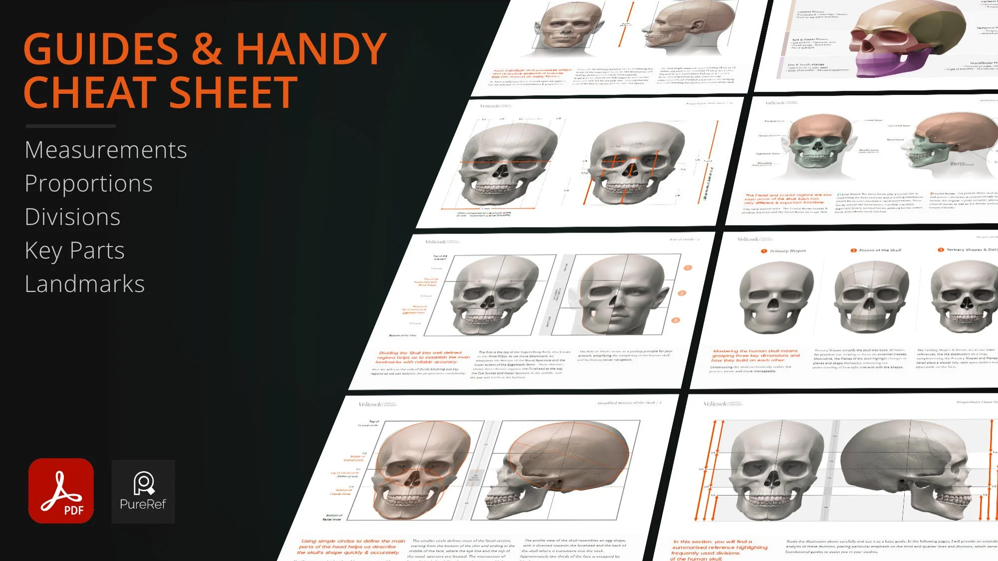 Skull proportion cheat sheets and anatomy guides — measurements, landmarks and divisions for artists