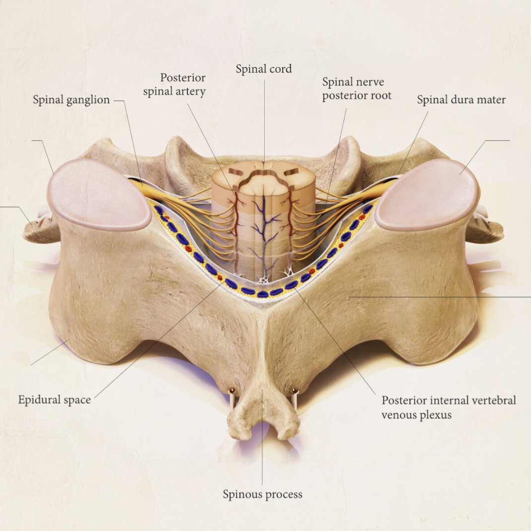Medical Illustration Tribute - C5 Cervical Vertebra