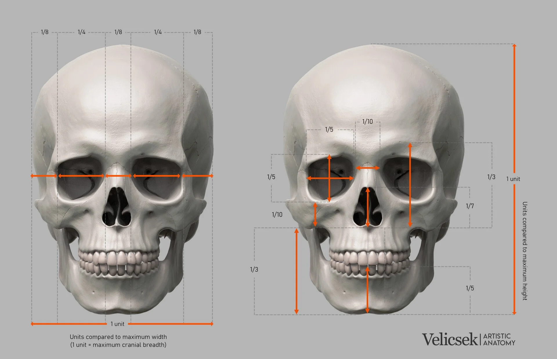 human skull showing units and divisions based on maximum cranial breadth and height, with fractional measurements marked in orange for artist proportion reference