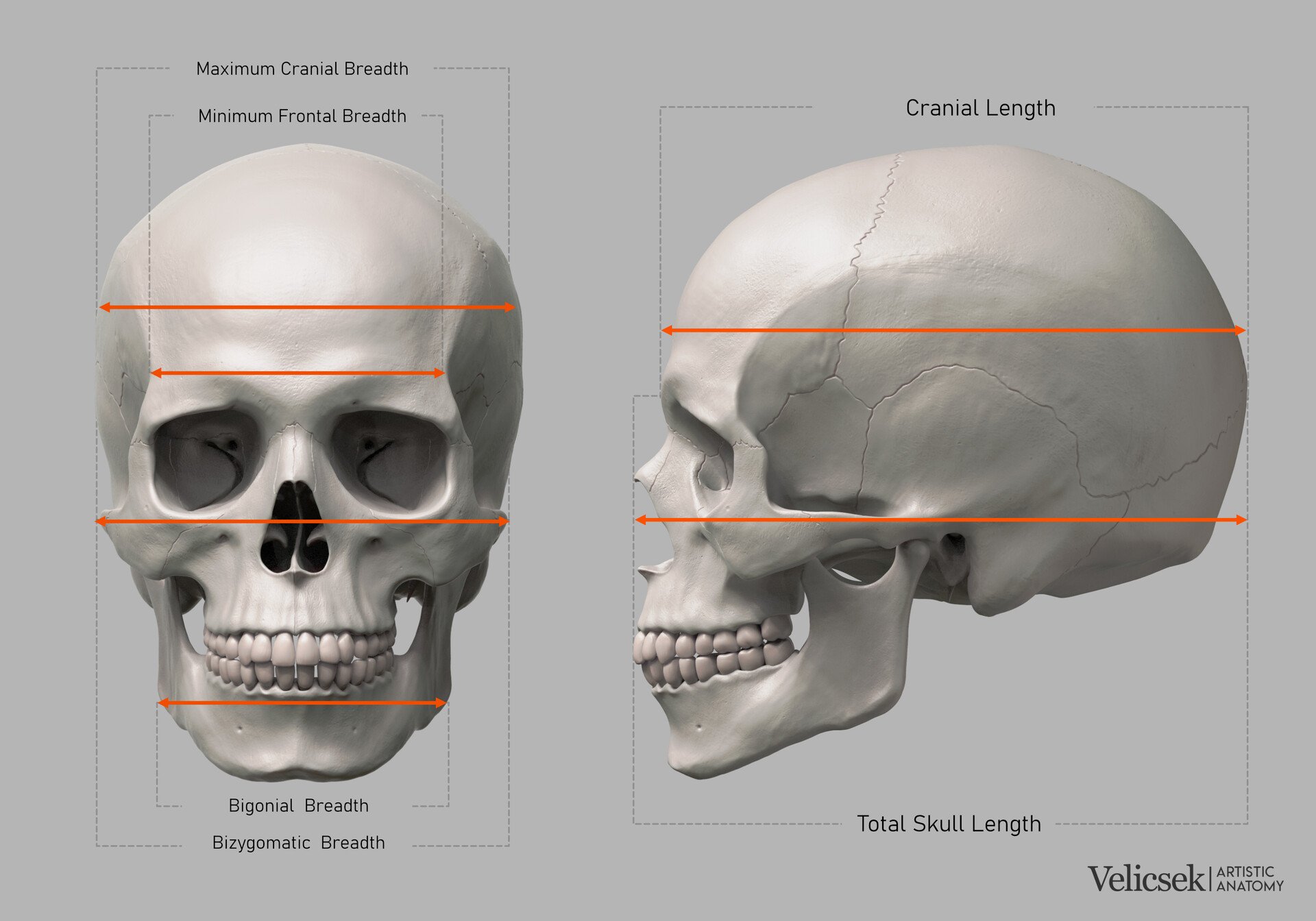 Annotated front and side view of the human skull measuring total skull length, cranial length, maximum cranial breadth, minimum frontal breadth, bizygomatic breadth, and bigonial breadth for artist proportion studies