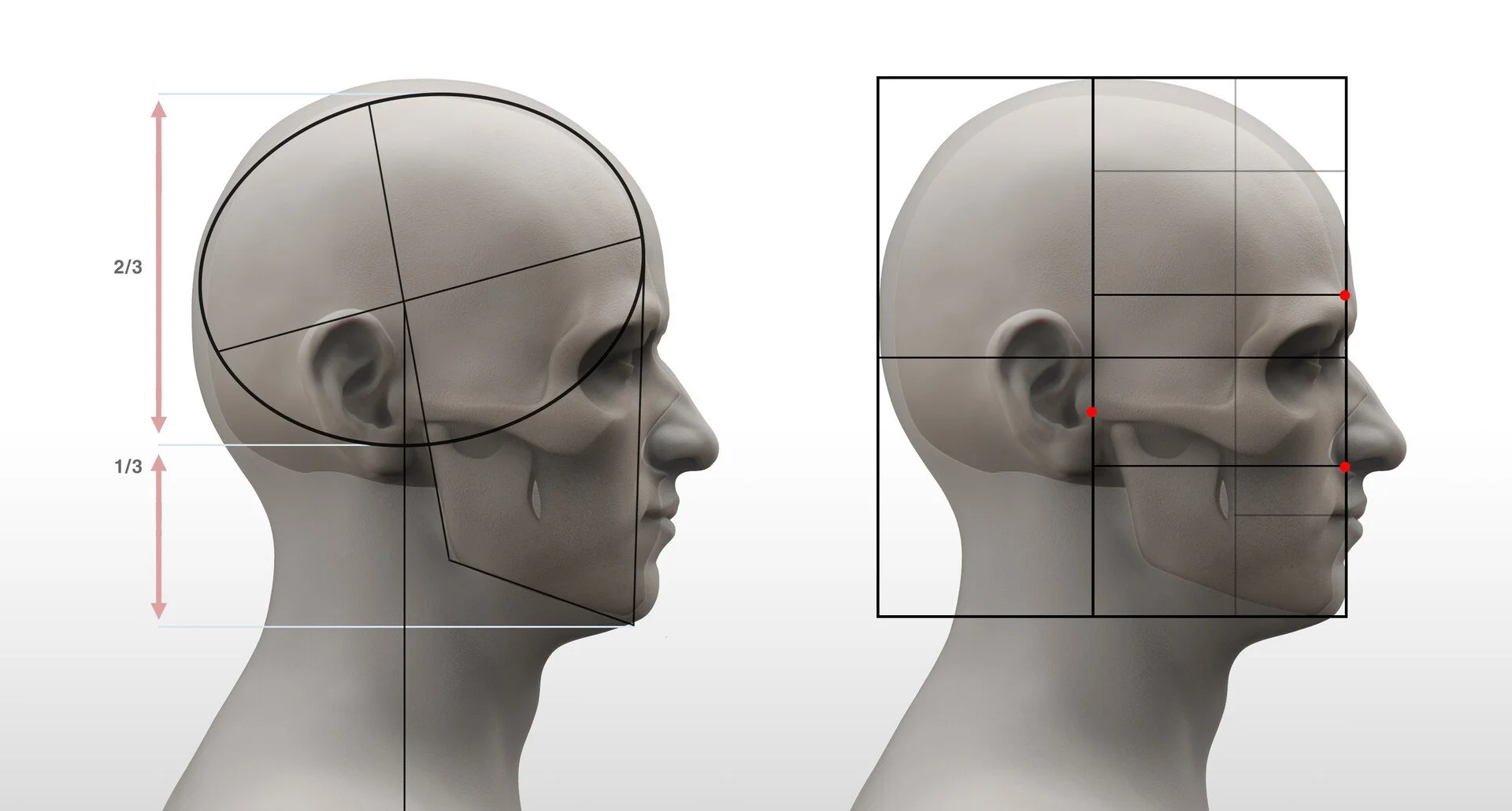 Side view head proportion reference for artists showing the cranial sphere occupying two thirds of the head height, with a grid overlay and red dot landmarks marking key proportional anchor points on the profile
