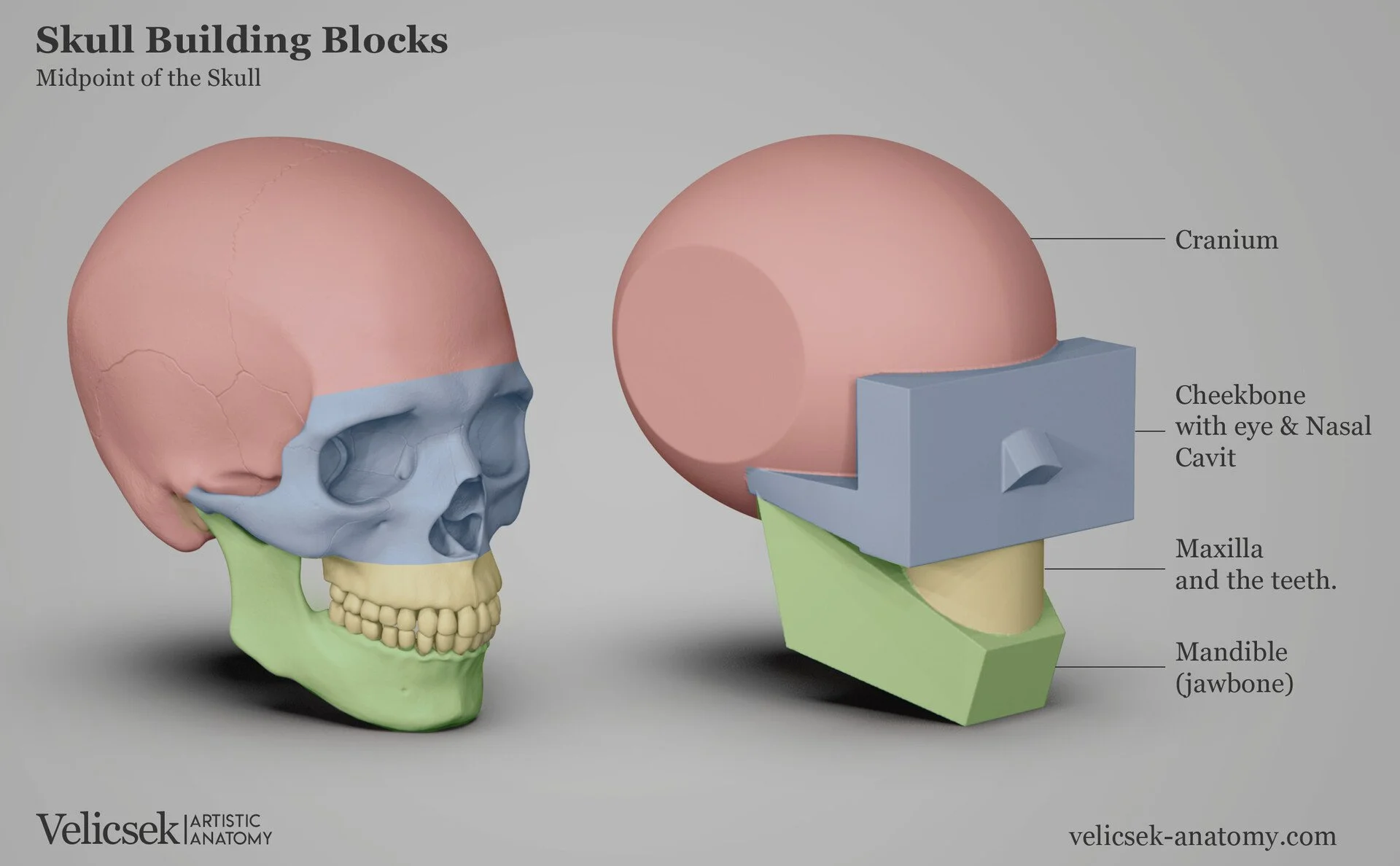 Colour-coded skull building blocks illustration showing the cranium in pink, cheekbone and nasal cavity area in blue, maxilla and teeth in yellow, and mandible in green, with a matching simplified geometric model