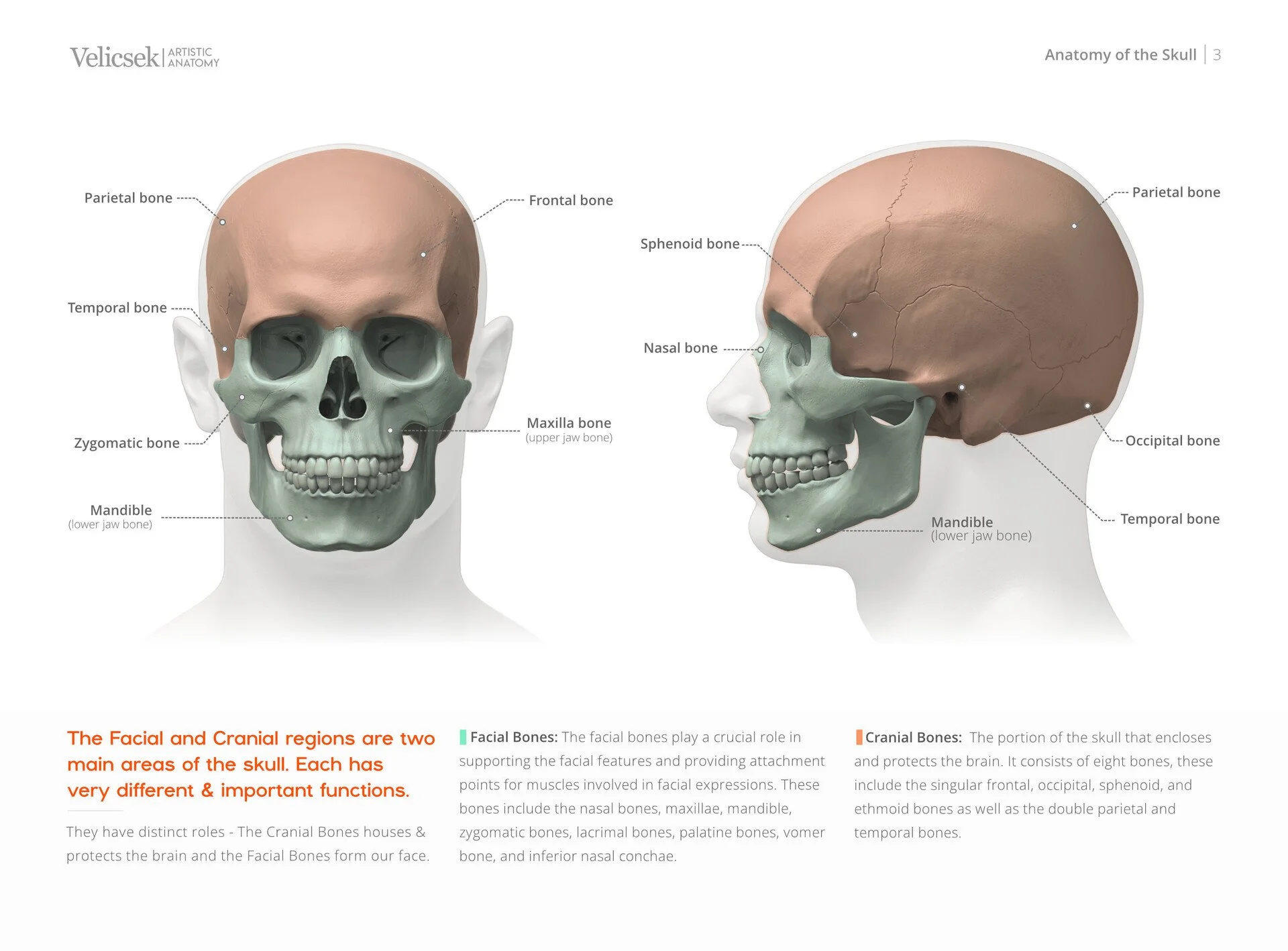 Illustrated breakdown of the distinct anatomical regions of the human skull for artists