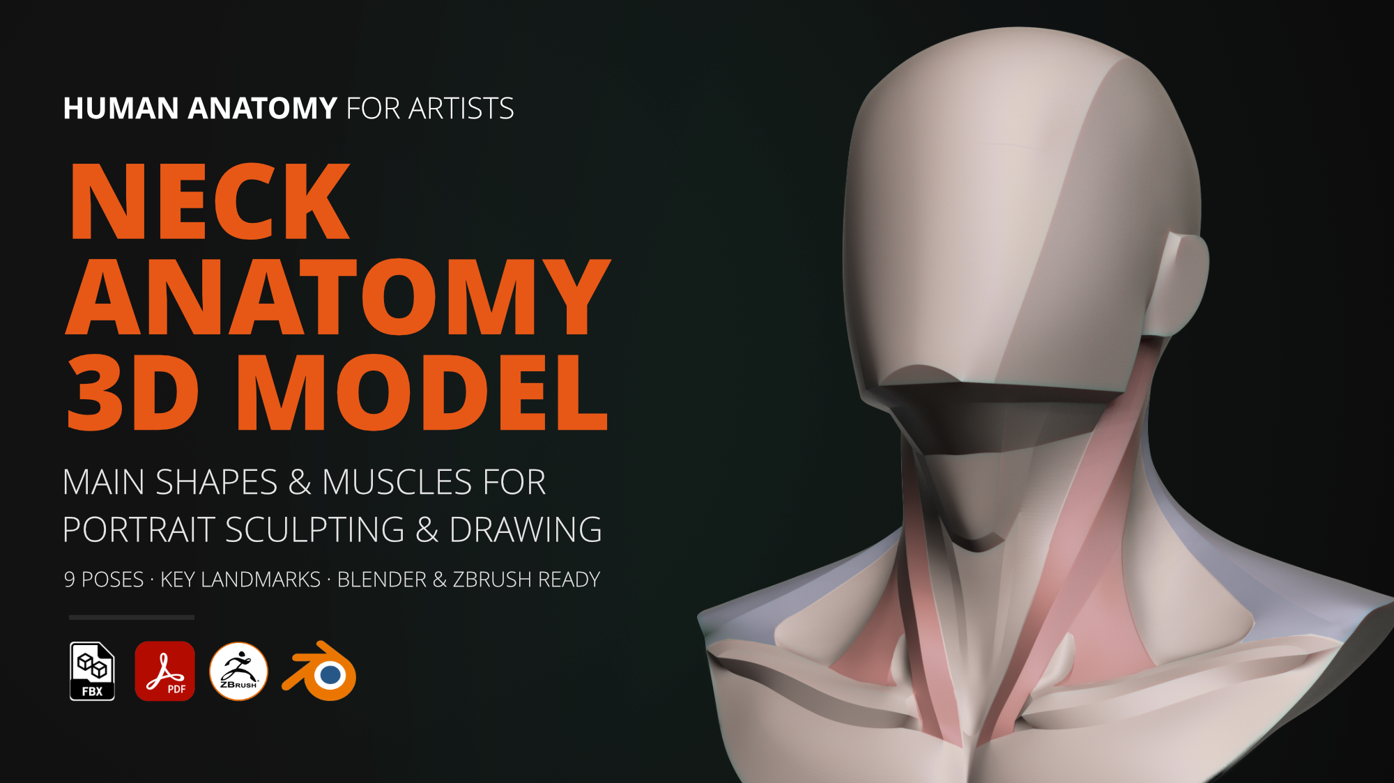 Neck Anatomy 3D Mode - Shapes & Muscles for Portrait Sculpting