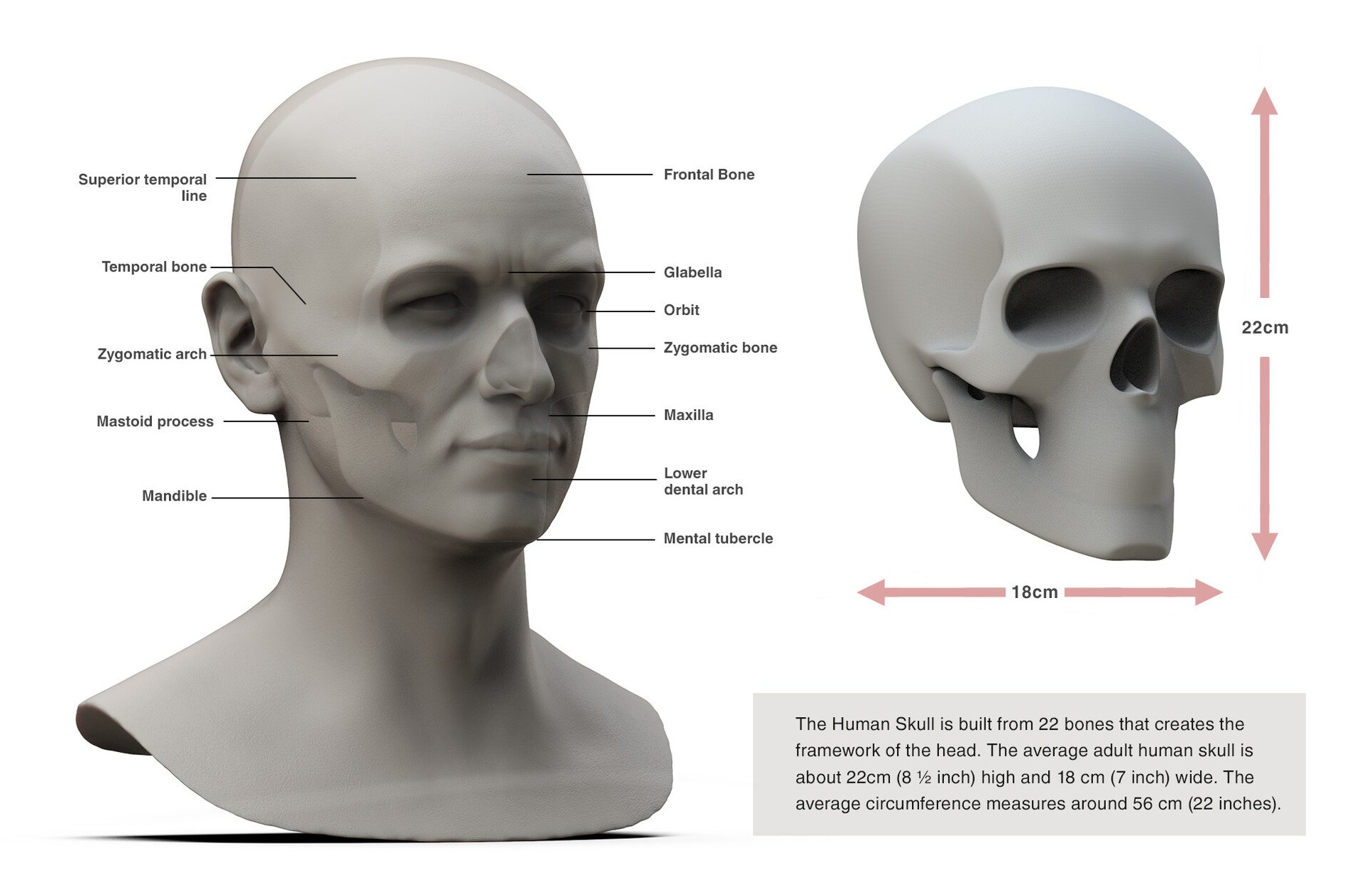 Annotated three-quarter head anatomy illustration for artists identifying surface landmarks including the frontal bone, glabella, orbit, zygomatic bone and arch, temporal bone, superior temporal line, mastoid process, maxilla, mandible, lower dental 