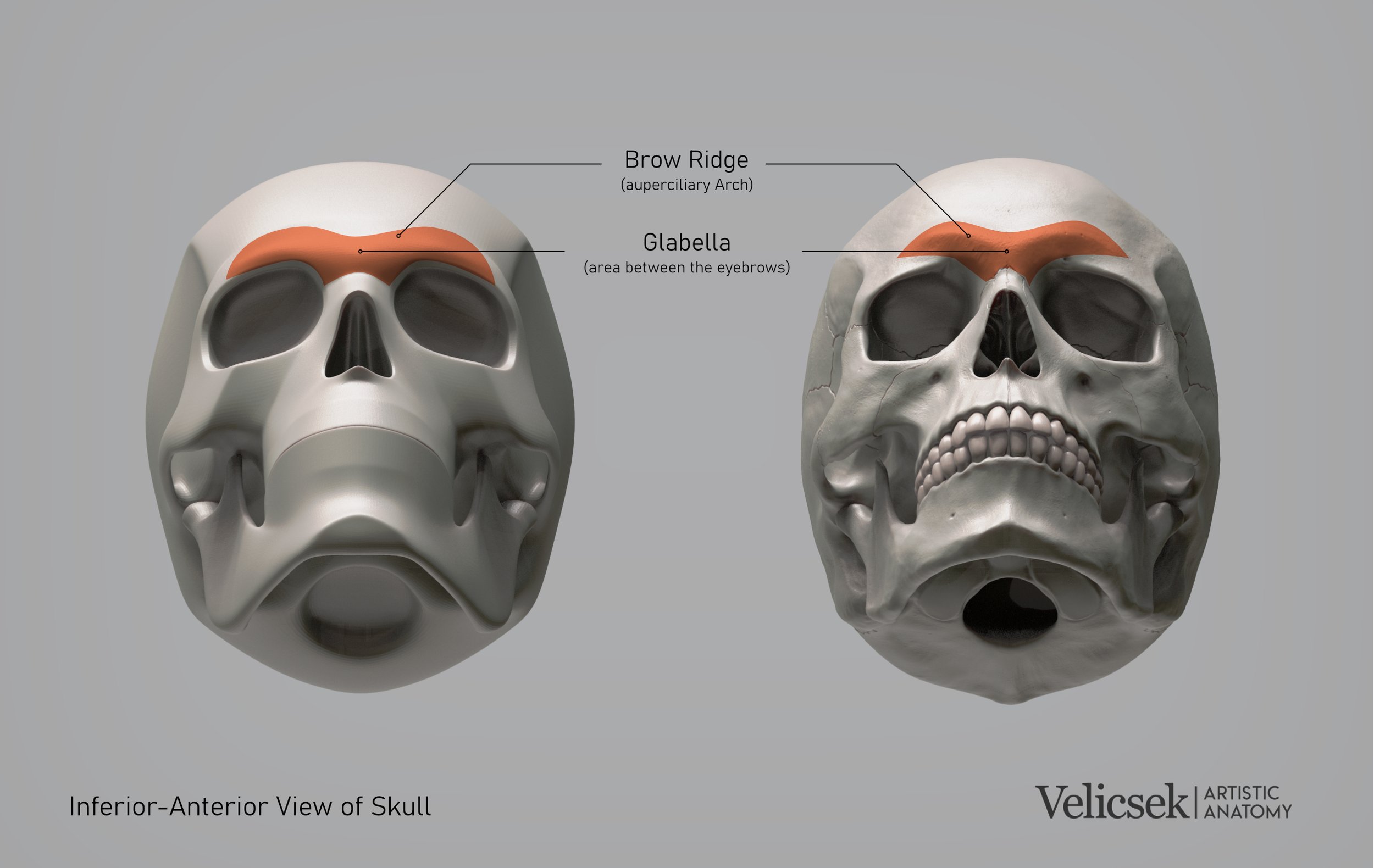 brow-ridge-glabella-inferior-anterior-skull-view-for-artists.jpg