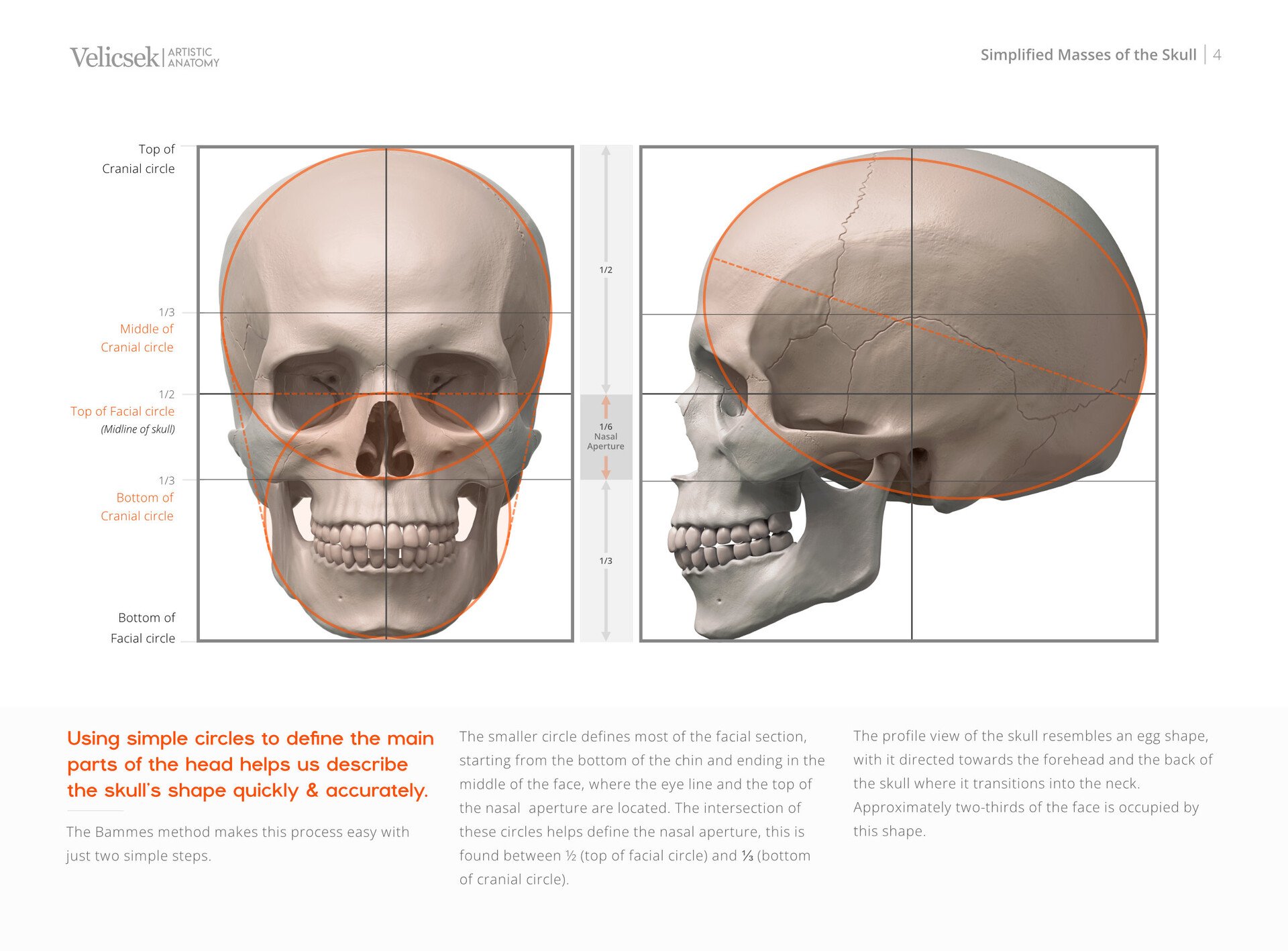 Detailed measurement and proportion guide of the human skull for artists studying figure and portrait drawing
