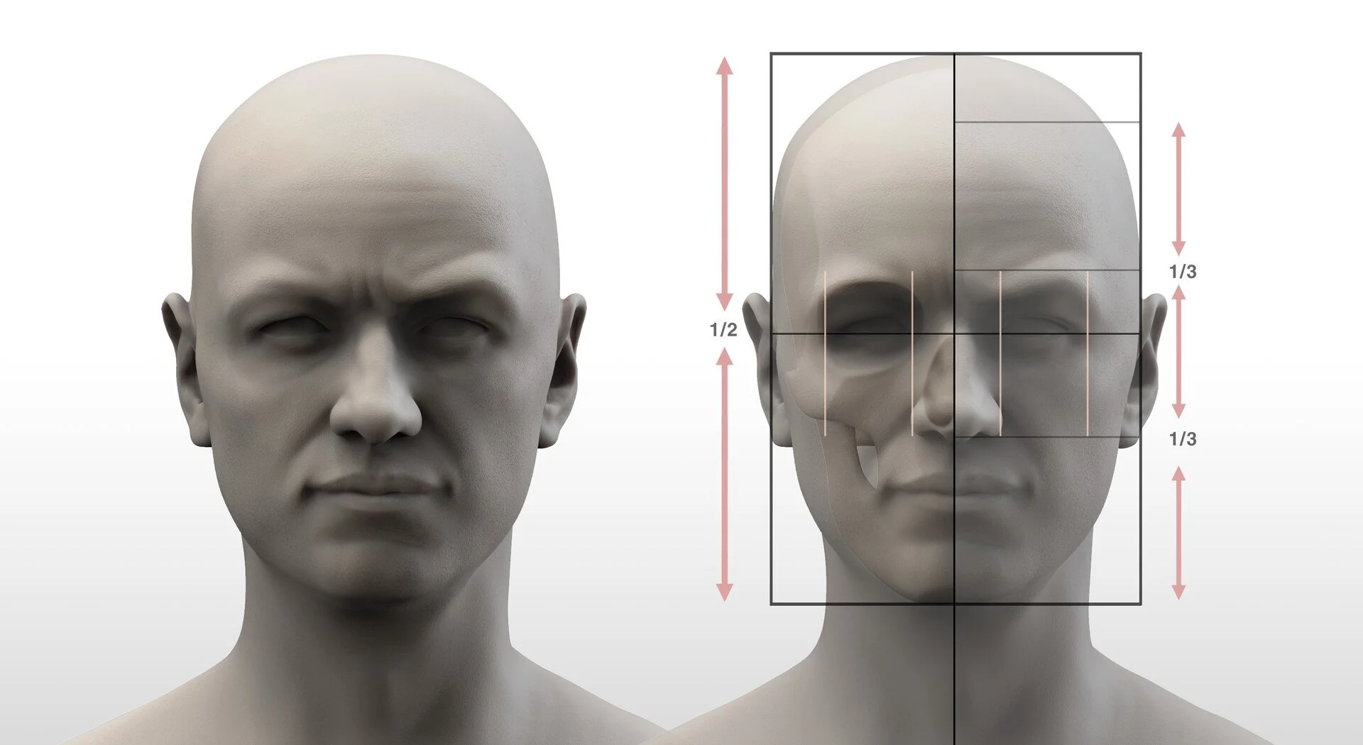 Front view head proportion reference for artists showing the head divided into vertical halves and horizontal thirds using a grid overlay, with the facial region further subdivided using vertical guidelines for feature placement