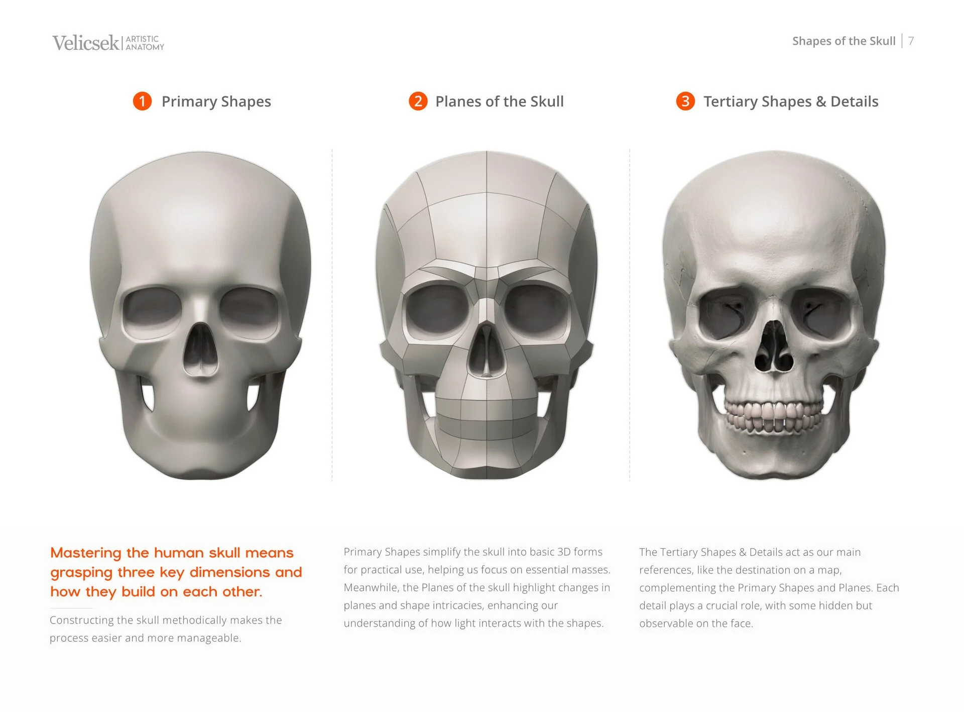 Reference illustration of the primary and tertiary plane shapes of the human skull for artists and sculptors