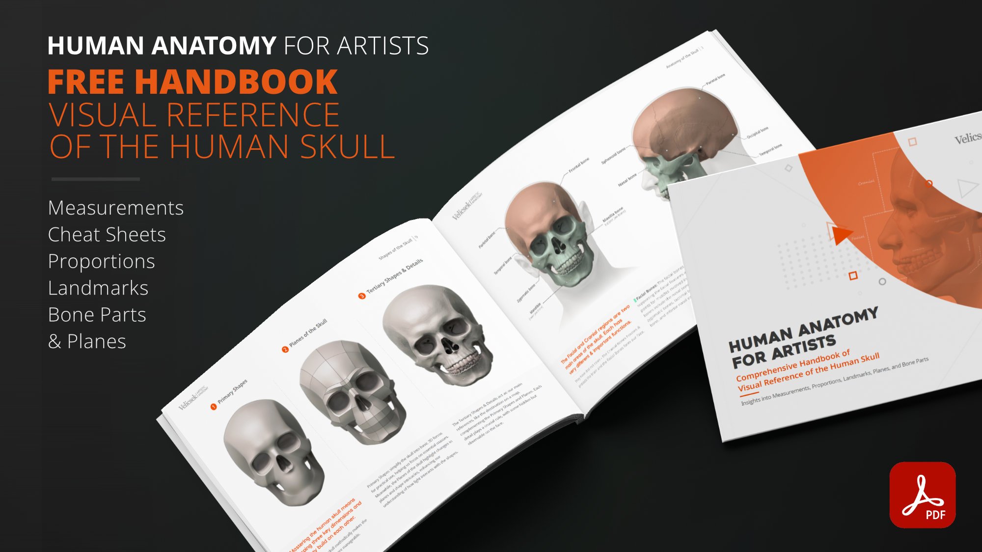 (hero)Free ebook human anatomy for artists — skull drawing and proportion handbook