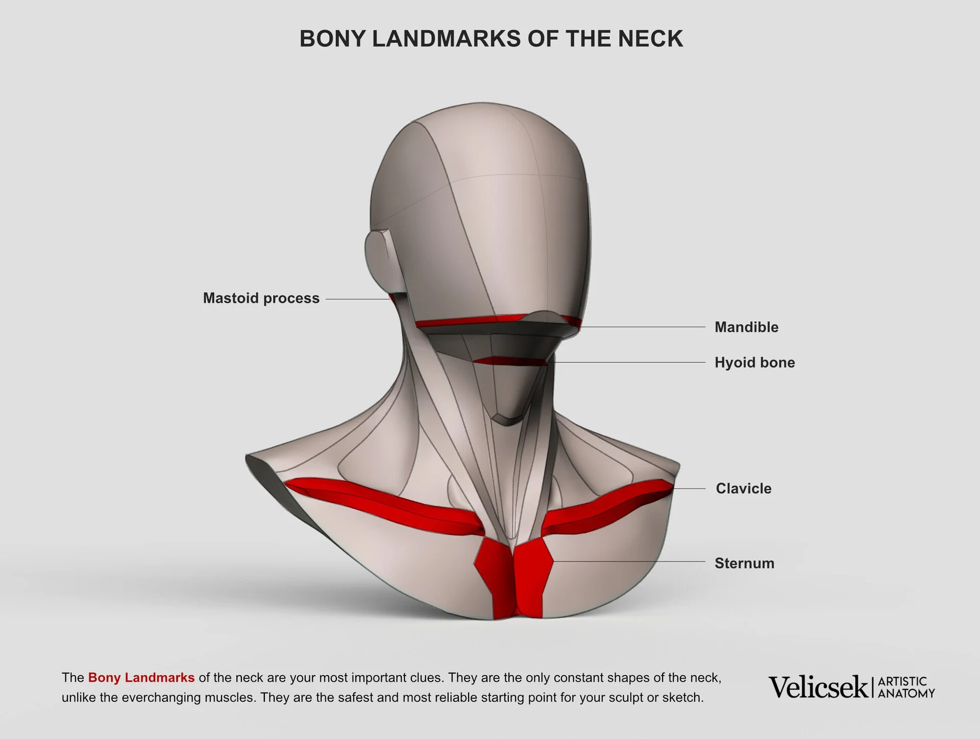 Bony landmarks of the neck anatomy highlighting cervical vertebrae and skeletal reference points for artists