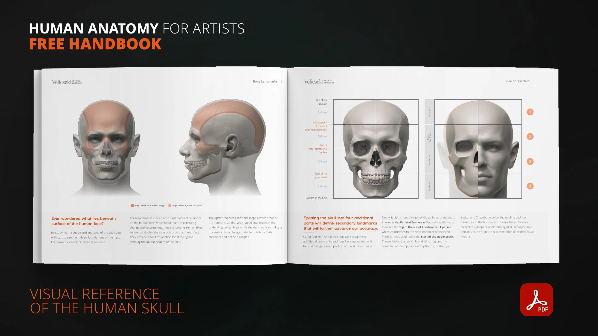 Skull drawing landmarks and rule of quarters proportion guide
