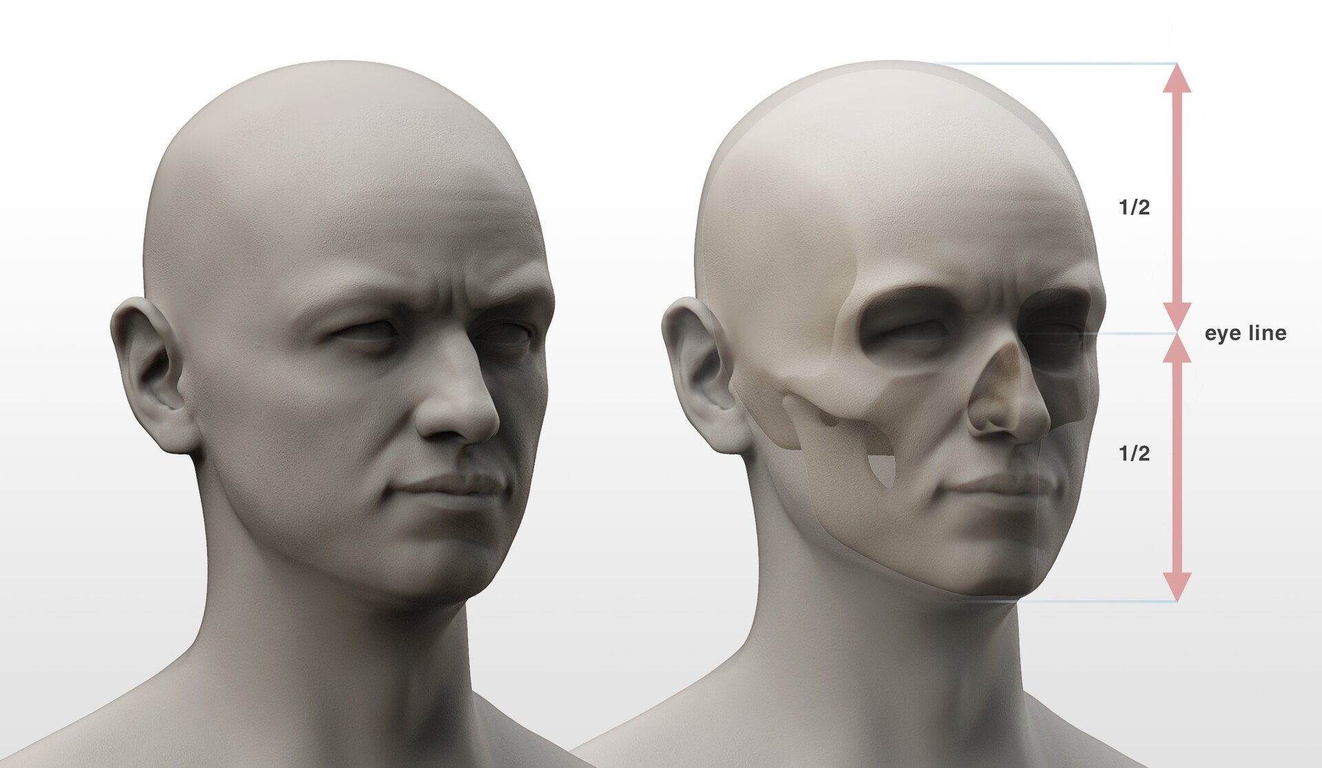 Three-quarter view head proportion reference for artists showing the eye line as the midpoint of the head, with a transparent skull overlay on the right revealing the underlying bone structure and halves annotation