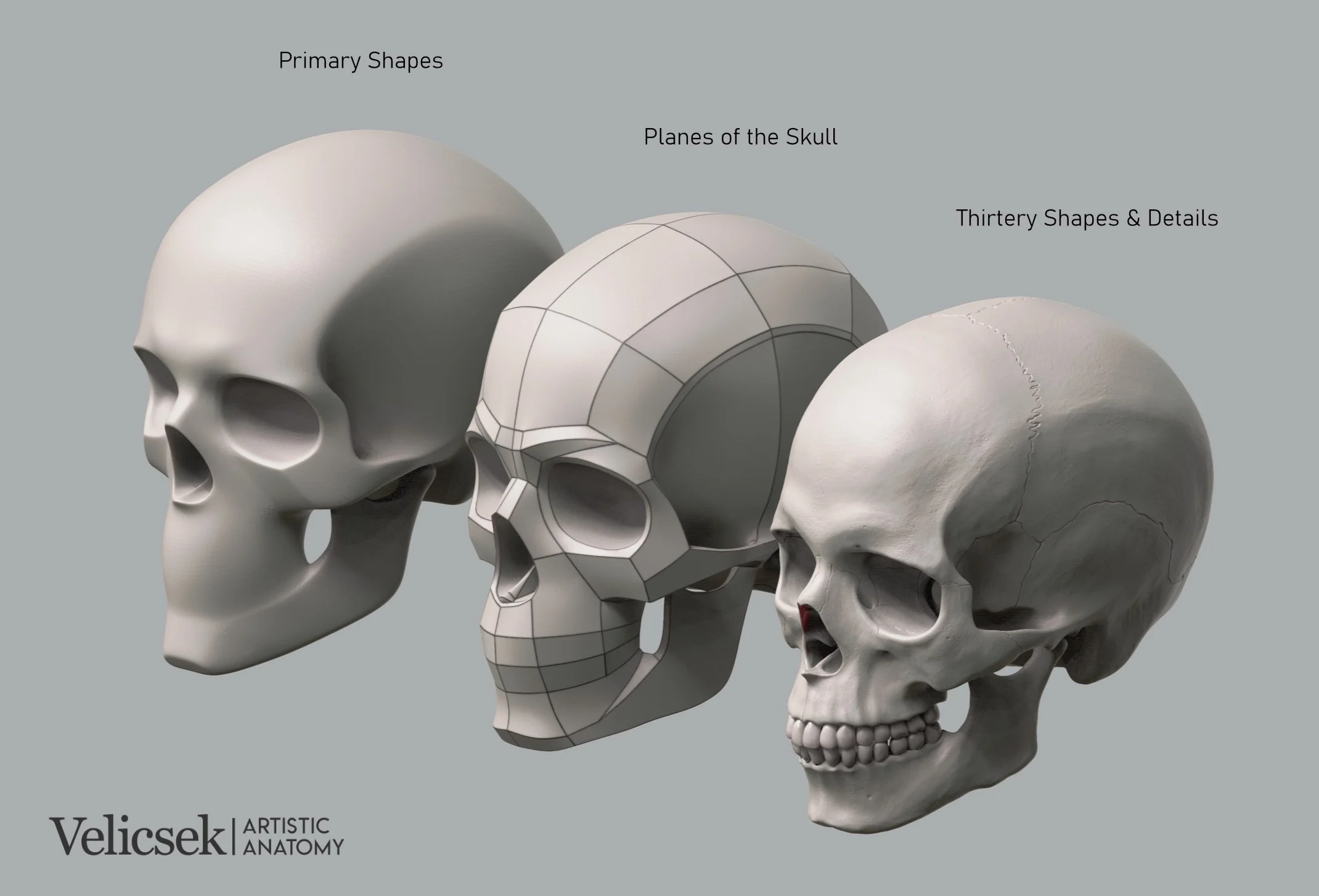 skull-primary-shapes-planes-tertiary-details-three-quarter-view-for-artists.jpg