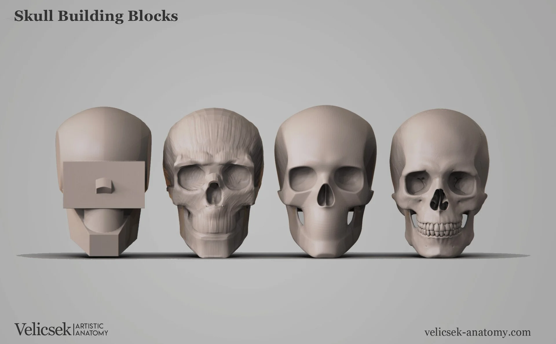 Four-stage skull building blocks progression for artists showing the transition from simplified geometric box form through muscle layer to smooth skull form to detailed bone structure, demonstrating head construction methodology